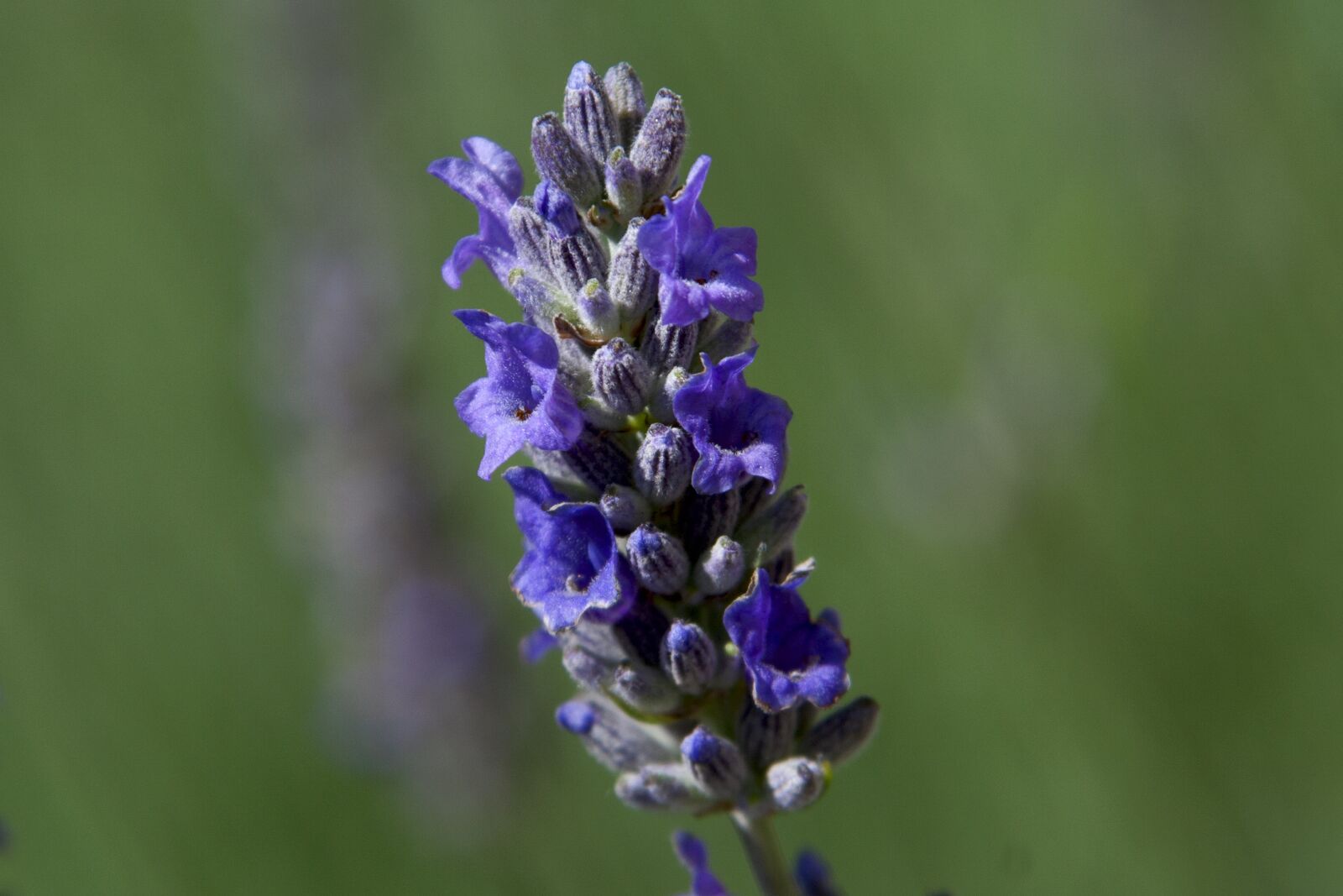 Canon EOS 350D (EOS Digital Rebel XT / EOS Kiss Digital N) sample photo. Lilac, lavender, flower photography