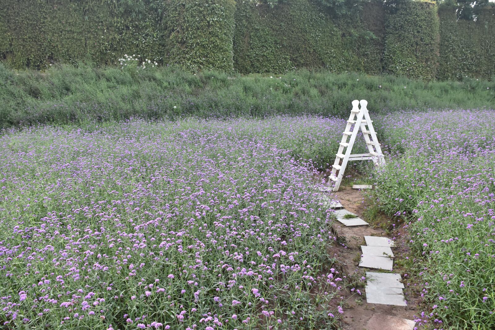 Nikon D7200 sample photo. Flower field, horsetail, purple photography