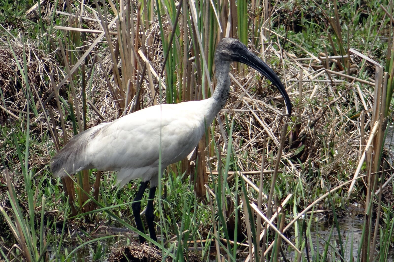 Sony DSC-HX200V sample photo. Black-headed ibis, oriental white photography