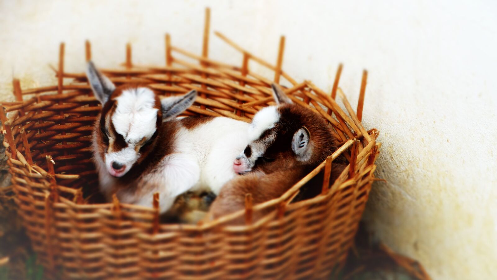Sony Cyber-shot DSC-HX300 sample photo. Kid, goat, sweet photography
