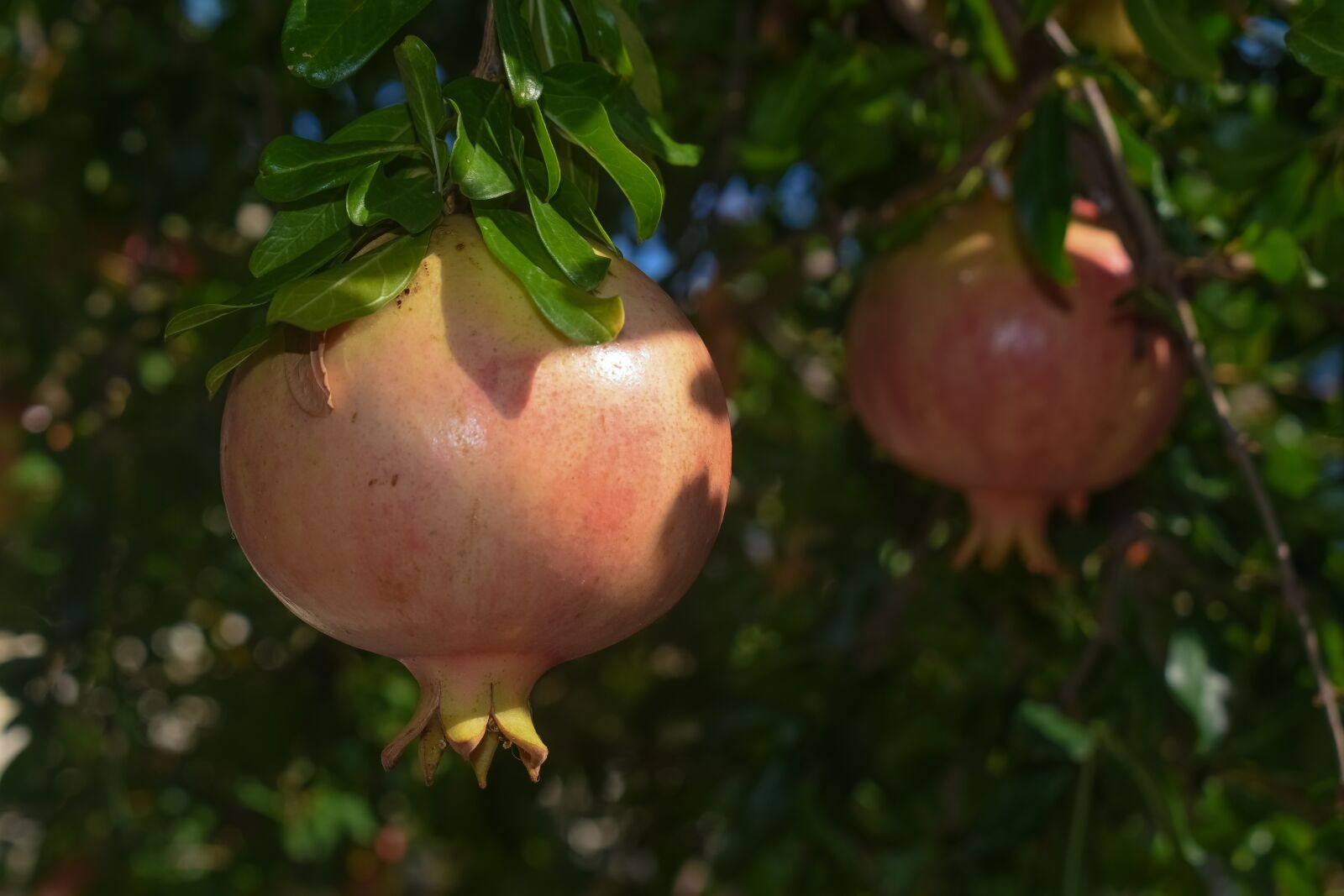Nikon D3300 sample photo. Pomegranate, fruit, autumn photography