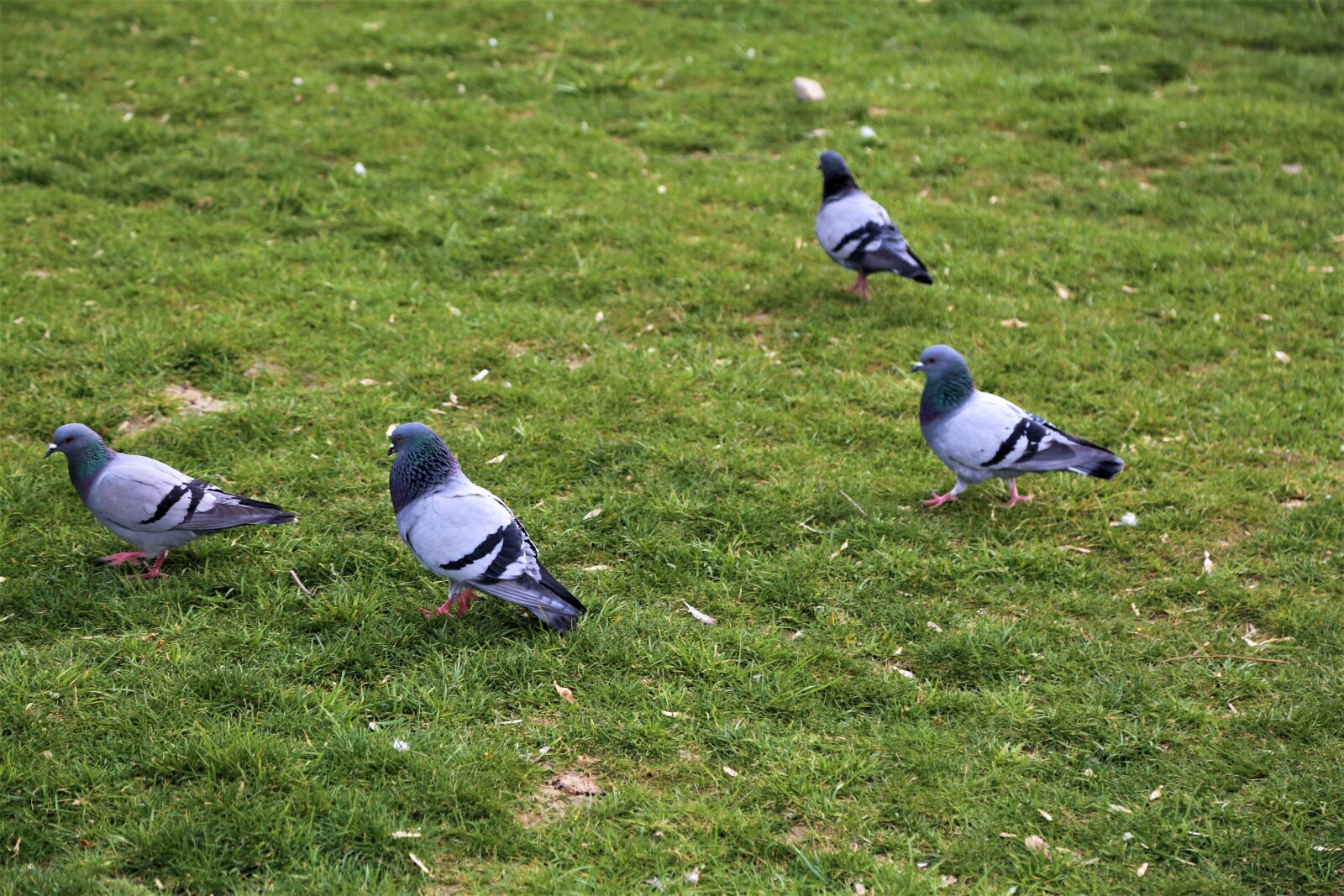 Canon EF 24-105mm F4L IS USM sample photo. Birds, grass, nature photography