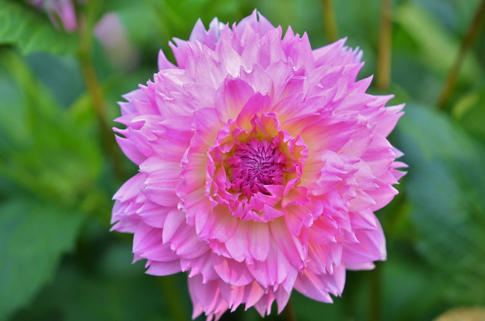 Nikon D7000 sample photo. Flower, natur, spring photography