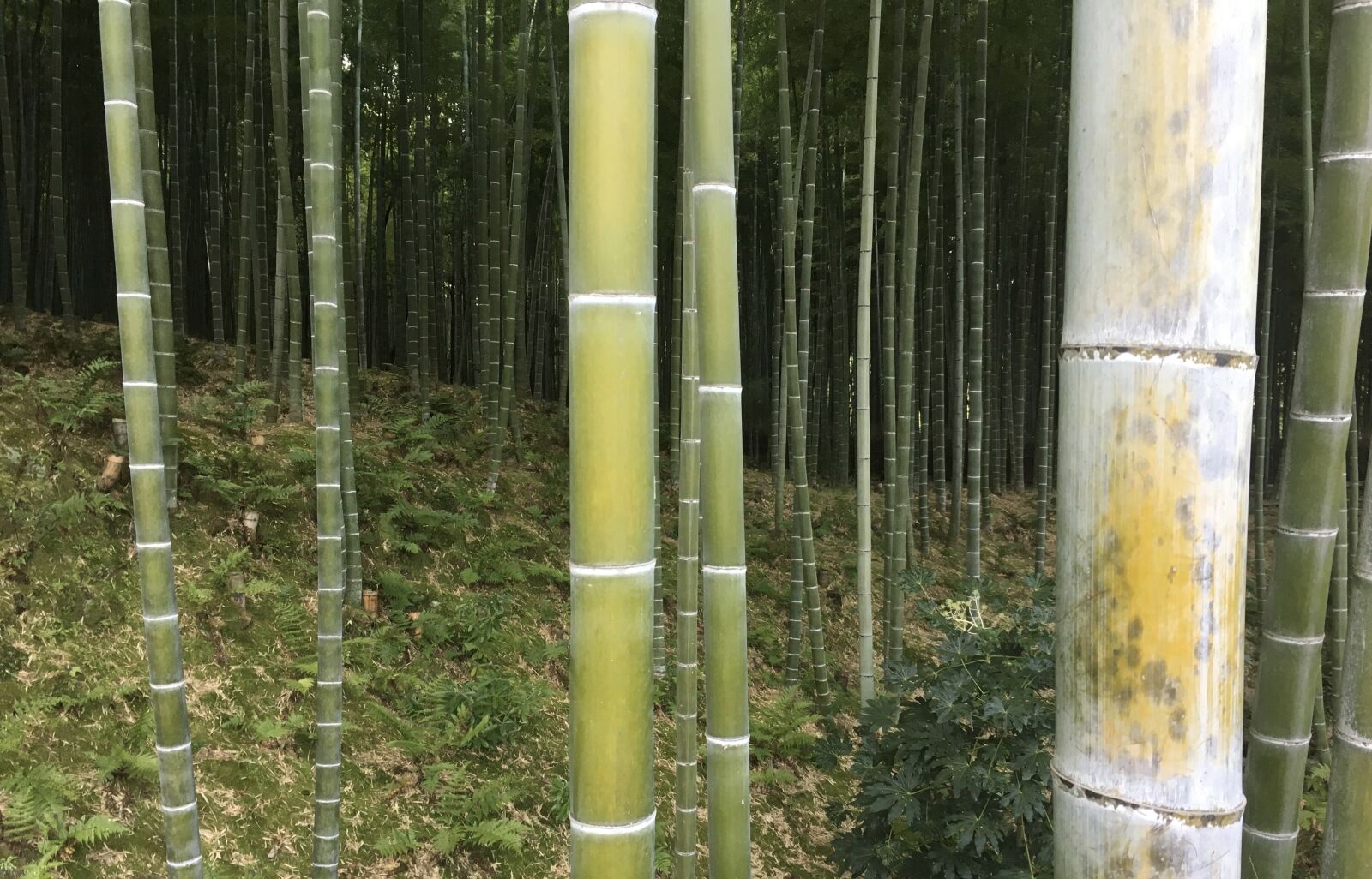 Apple iPhone 6s sample photo. Bamboo, woods, forest photography
