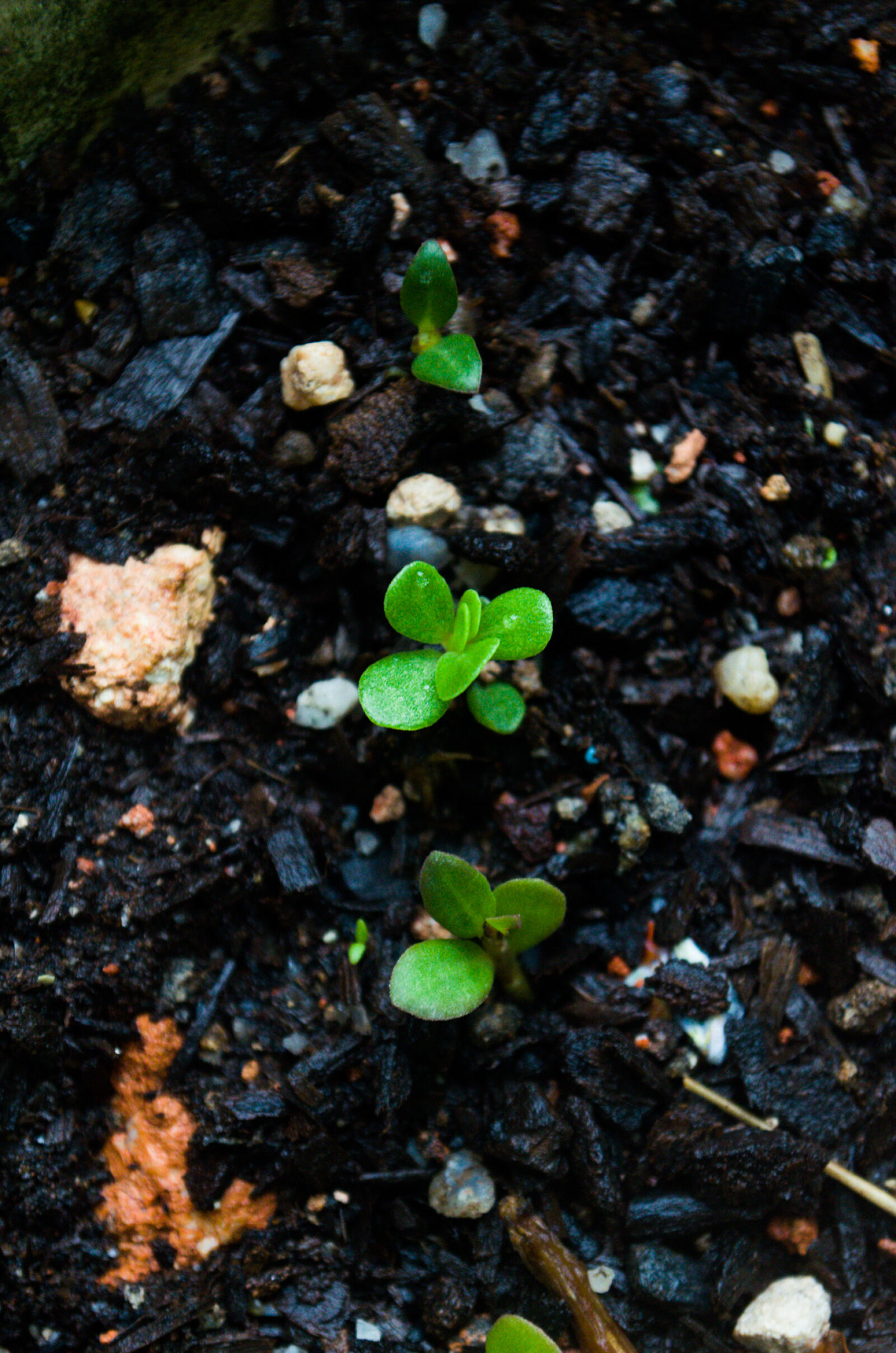 Nikon D5100 sample photo. Adobe, photoshop, background, image photography