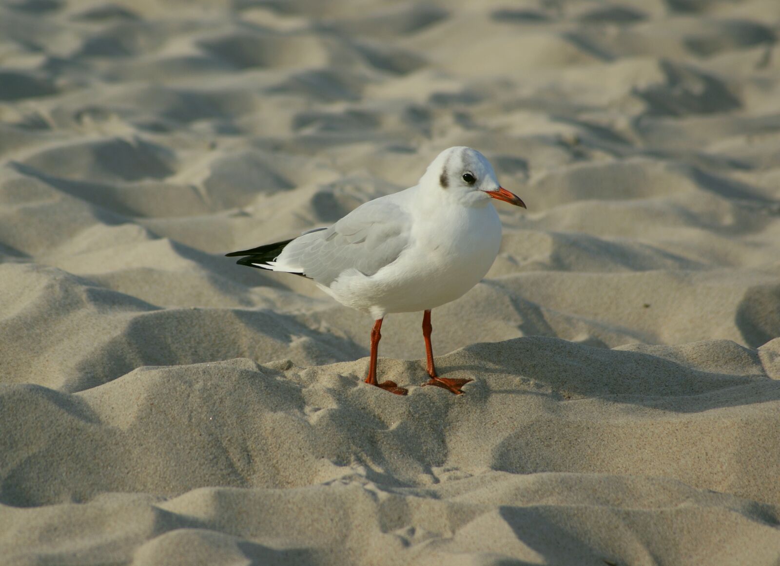 Sony Alpha DSLR-A300 sample photo. Seagull, śmieszka, plumage photography