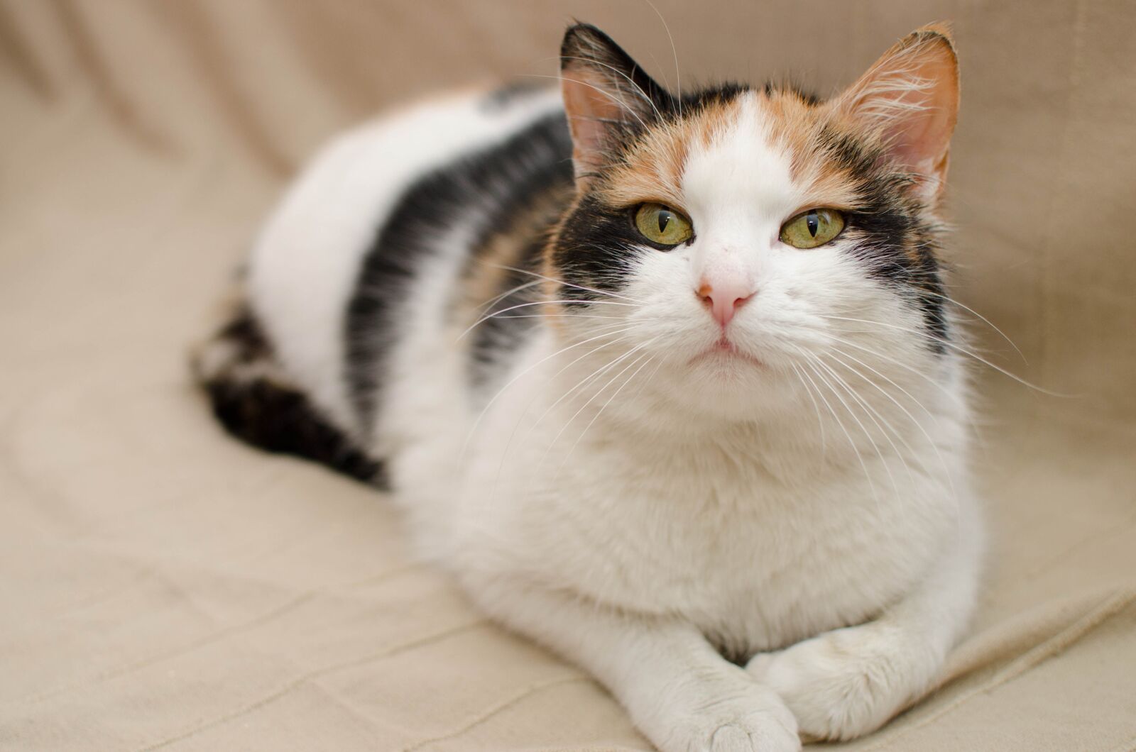Nikon D7000 sample photo. Domestic cat, cat's eyes photography