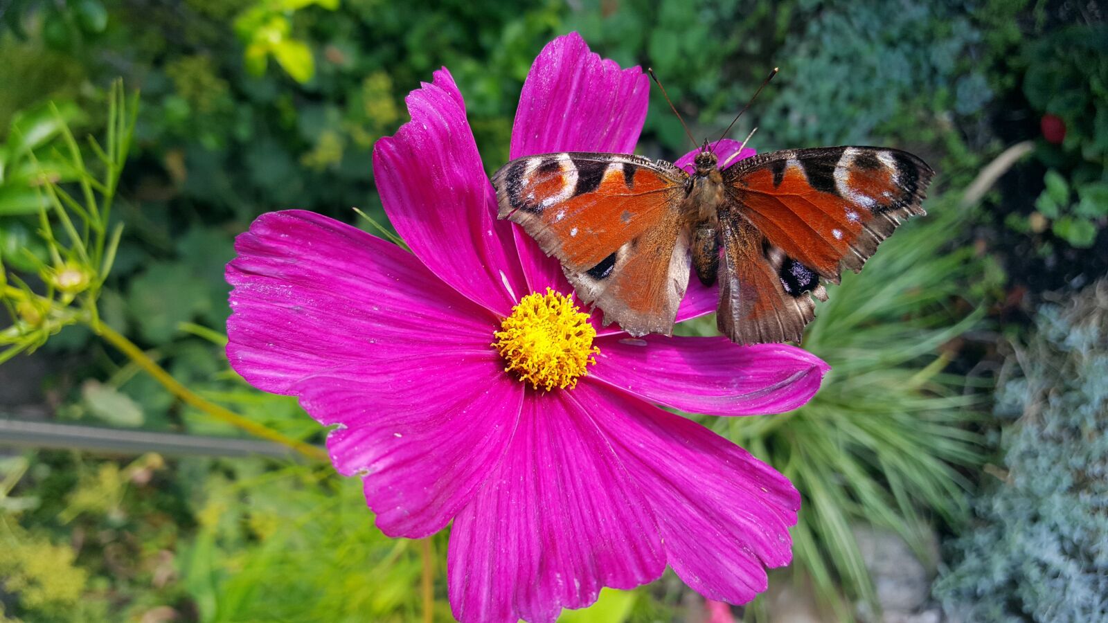 Samsung Galaxy S6 sample photo. Butterfly, nature, flower photography