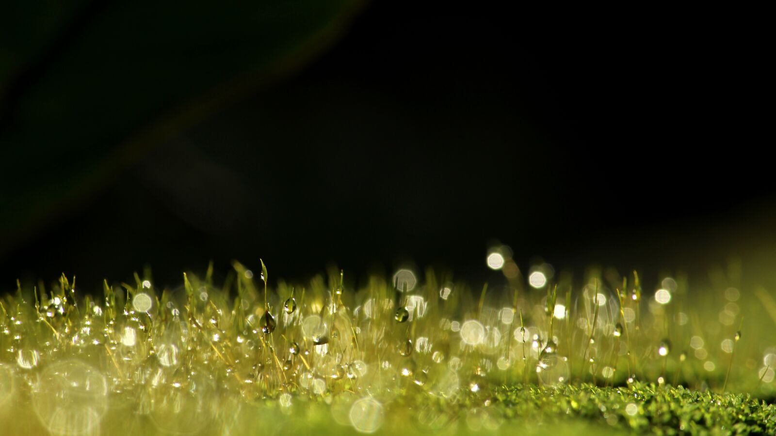 Canon EOS 1300D (EOS Rebel T6 / EOS Kiss X80) sample photo. Moss, dew, green photography