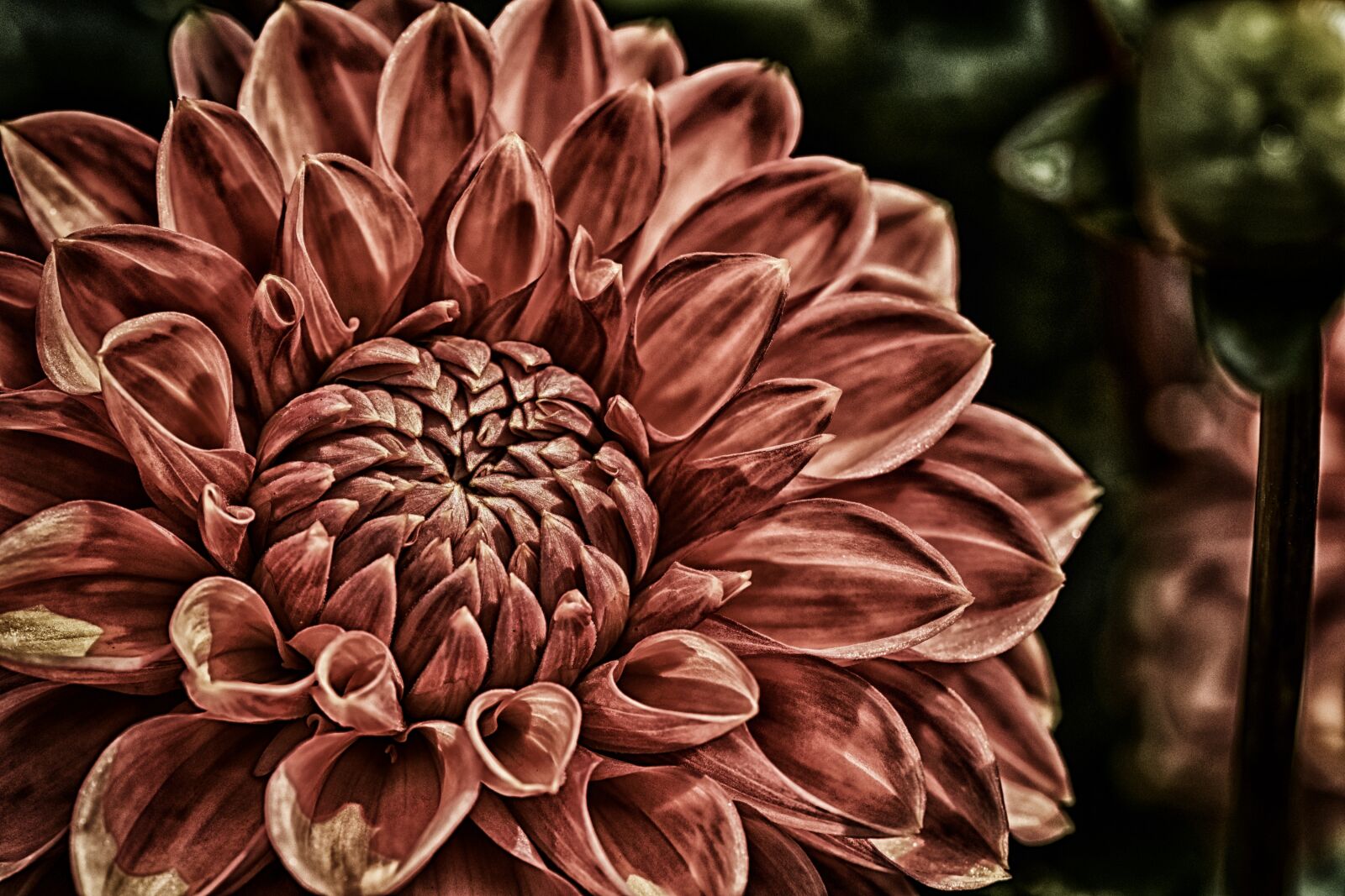 Nikon D7200 sample photo. Dahlia, dahlias, asteraceae photography