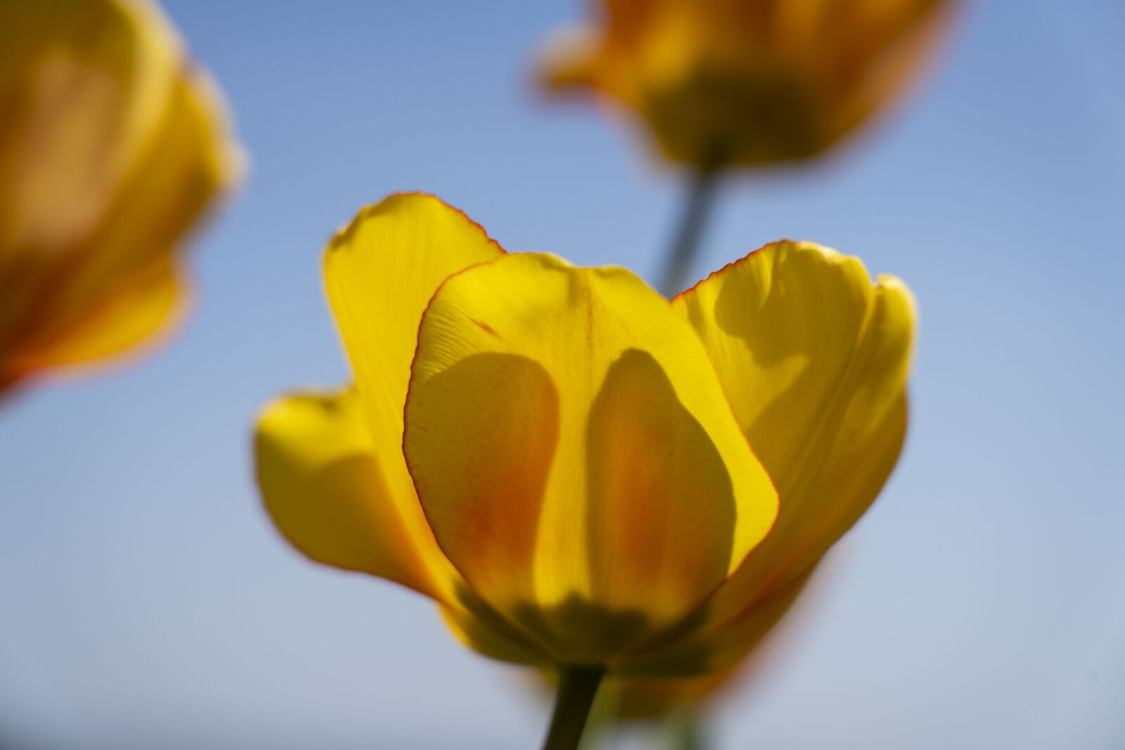 Sony FE 24-105mm F4 G OSS sample photo. Tulip, tulips, flower photography