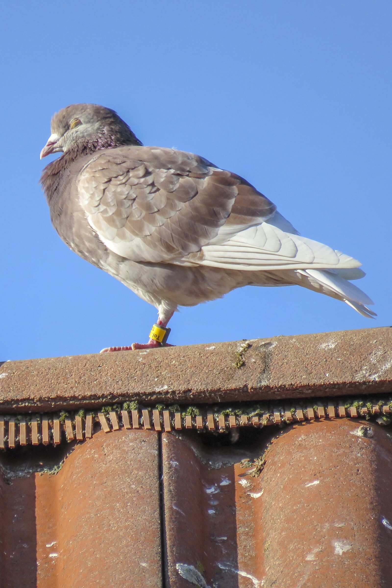 Canon PowerShot SX60 HS sample photo. Dove, bird, resting photography