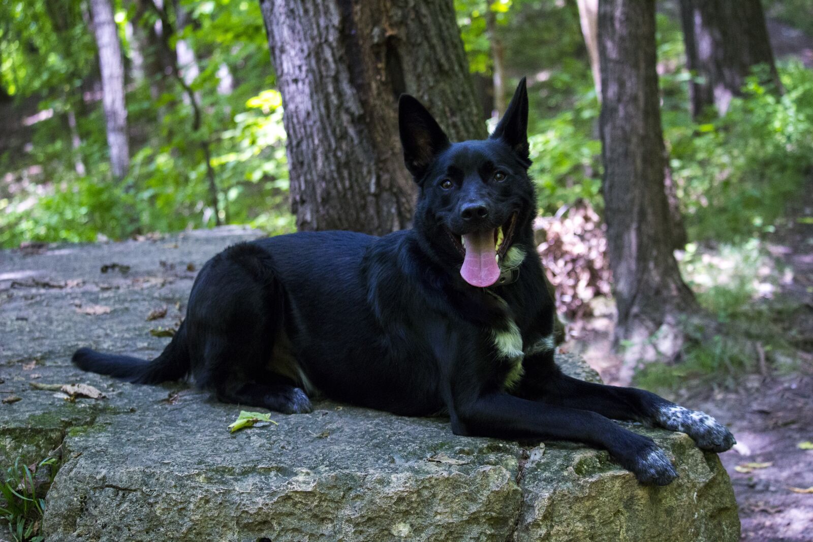 Canon EOS 700D (EOS Rebel T5i / EOS Kiss X7i) sample photo. Dog, canine, portrait photography