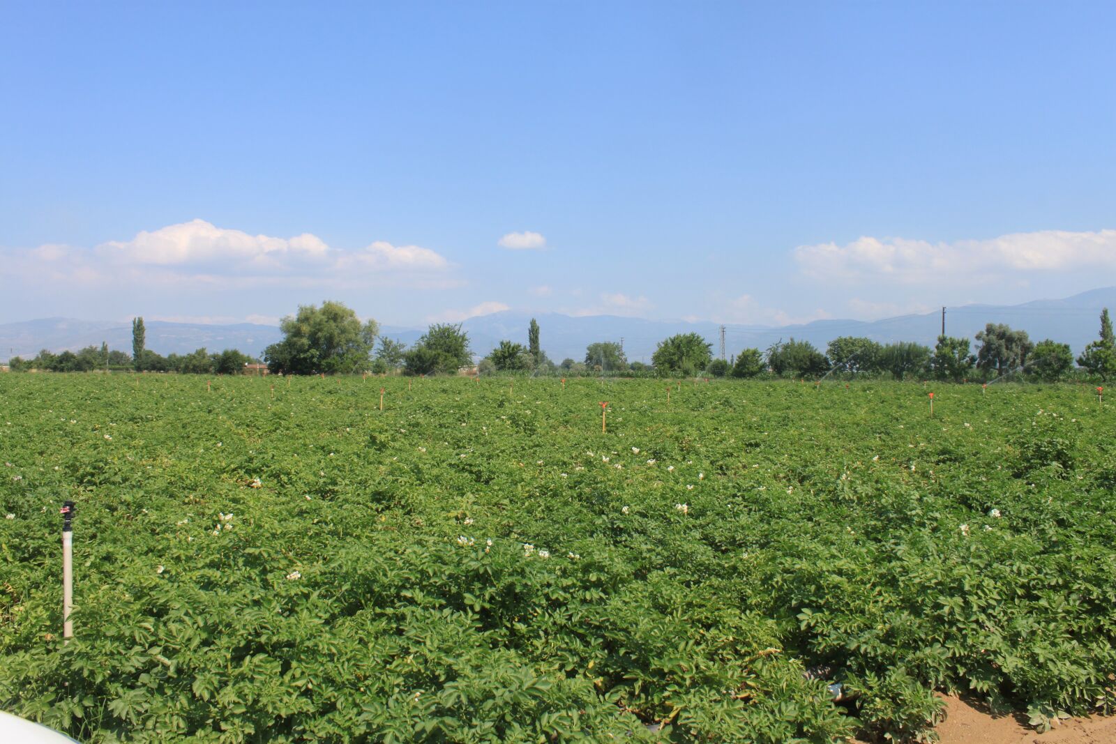 Canon EOS 500D (EOS Rebel T1i / EOS Kiss X3) sample photo. Potato field, natural, field photography