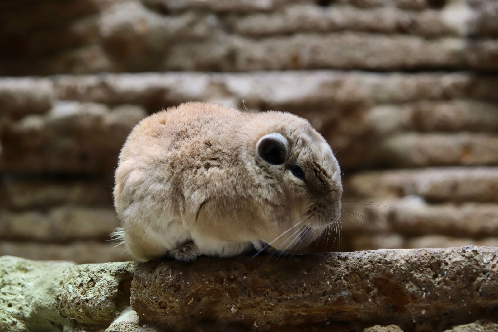 Canon EOS 800D (EOS Rebel T7i / EOS Kiss X9i) sample photo. Gundi, rodent, fur photography