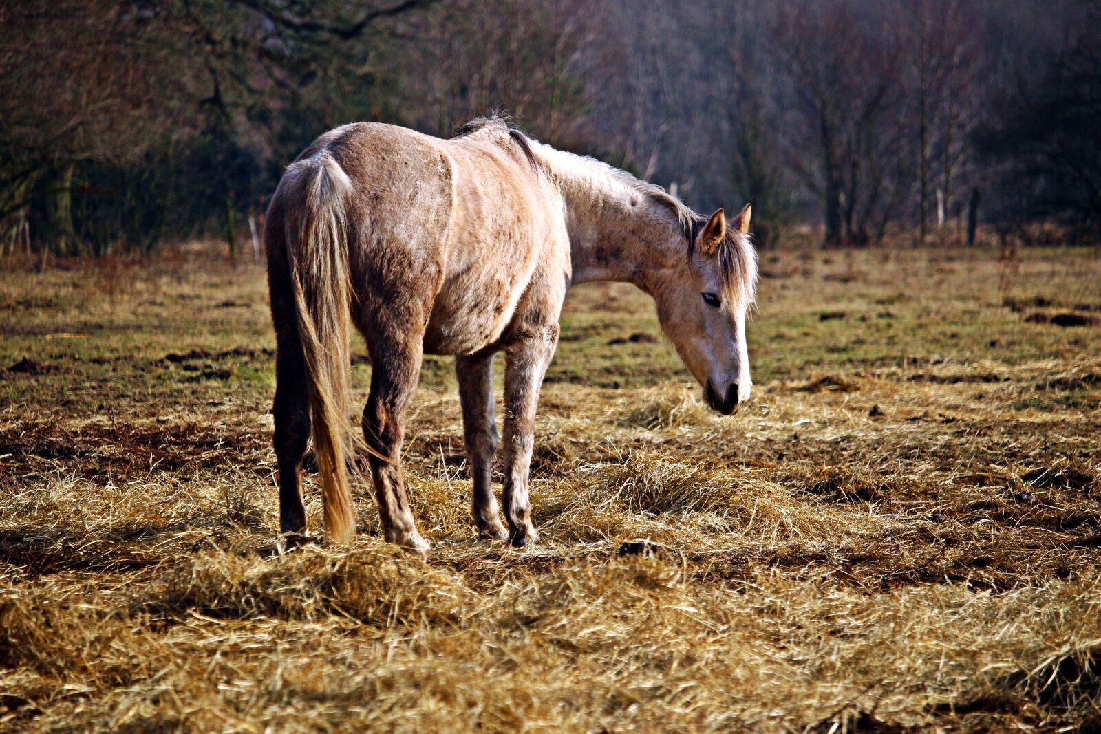 Canon EOS 100D (EOS Rebel SL1 / EOS Kiss X7) sample photo. Horse, mold, pasture photography
