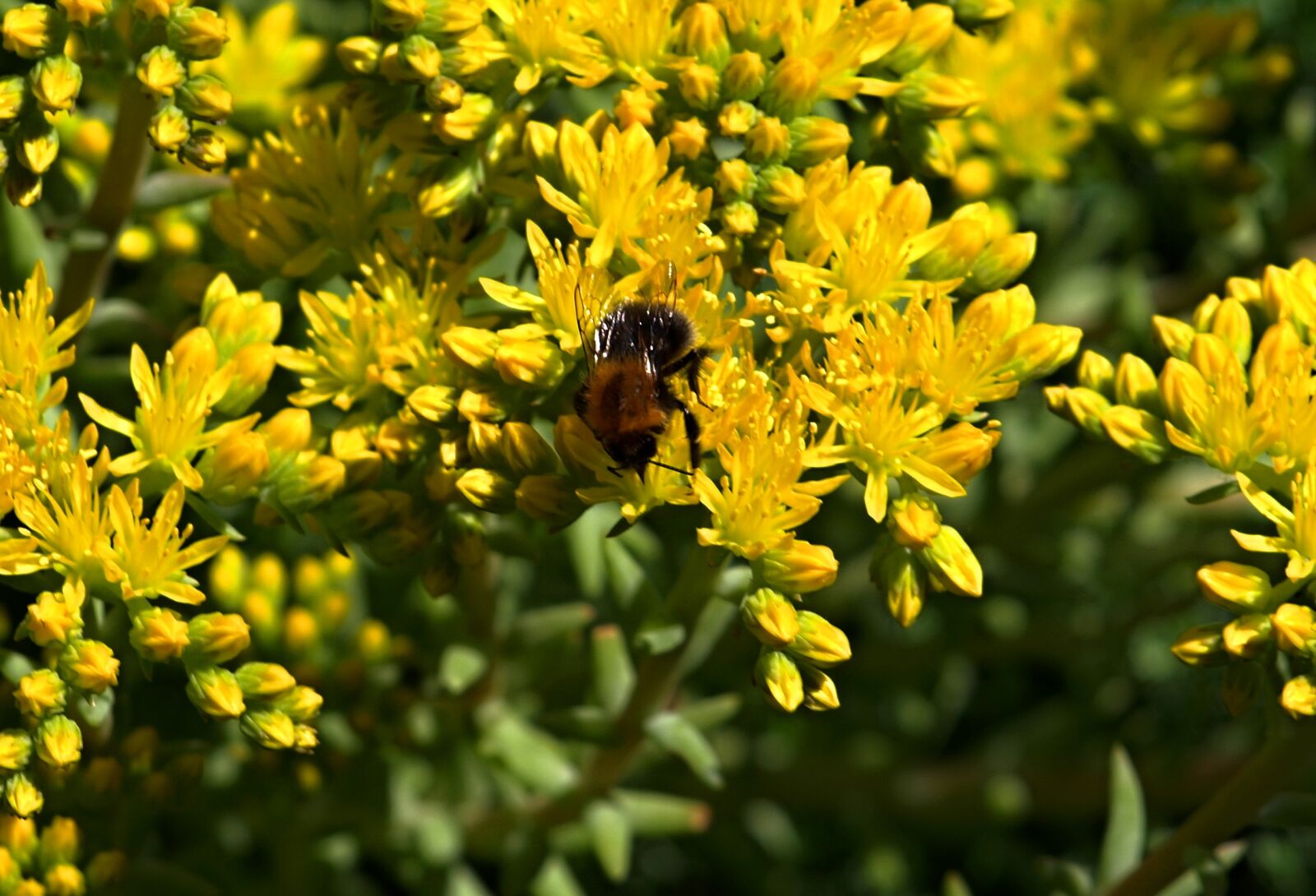 Olympus E-510 (EVOLT E-510) sample photo. Bumblebee, yellow flowers photography