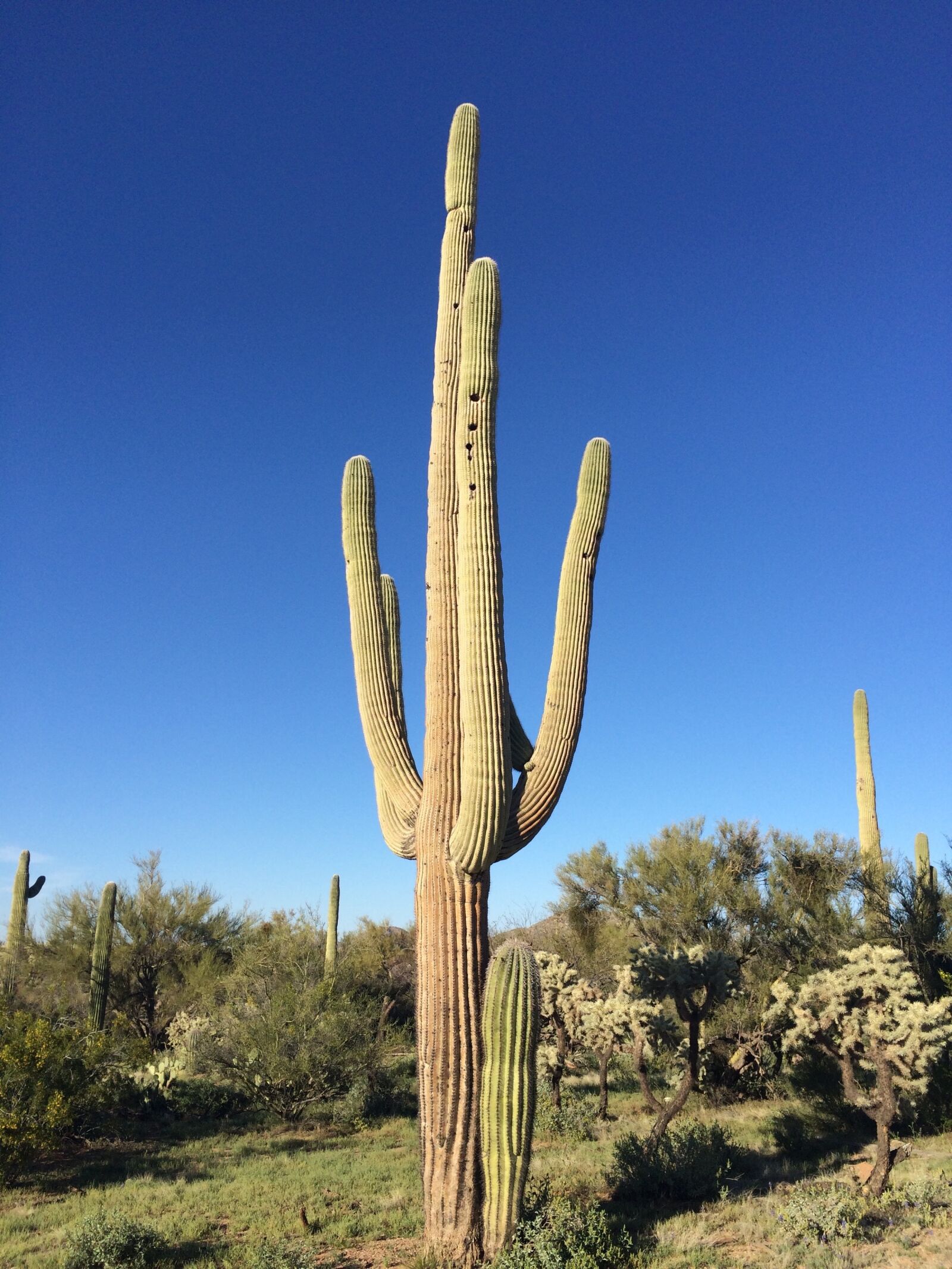 iPhone 5s back camera 4.15mm f/2.2 sample photo. Cactus, arizona, saguaro photography