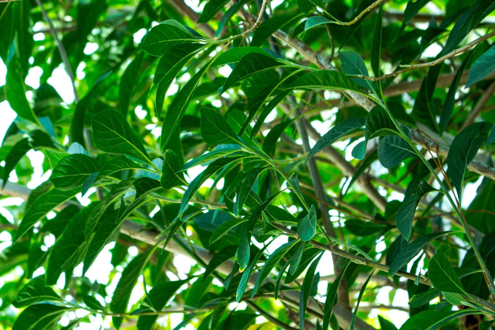 Canon EOS 700D (EOS Rebel T5i / EOS Kiss X7i) sample photo. Plants, green, sticks photography