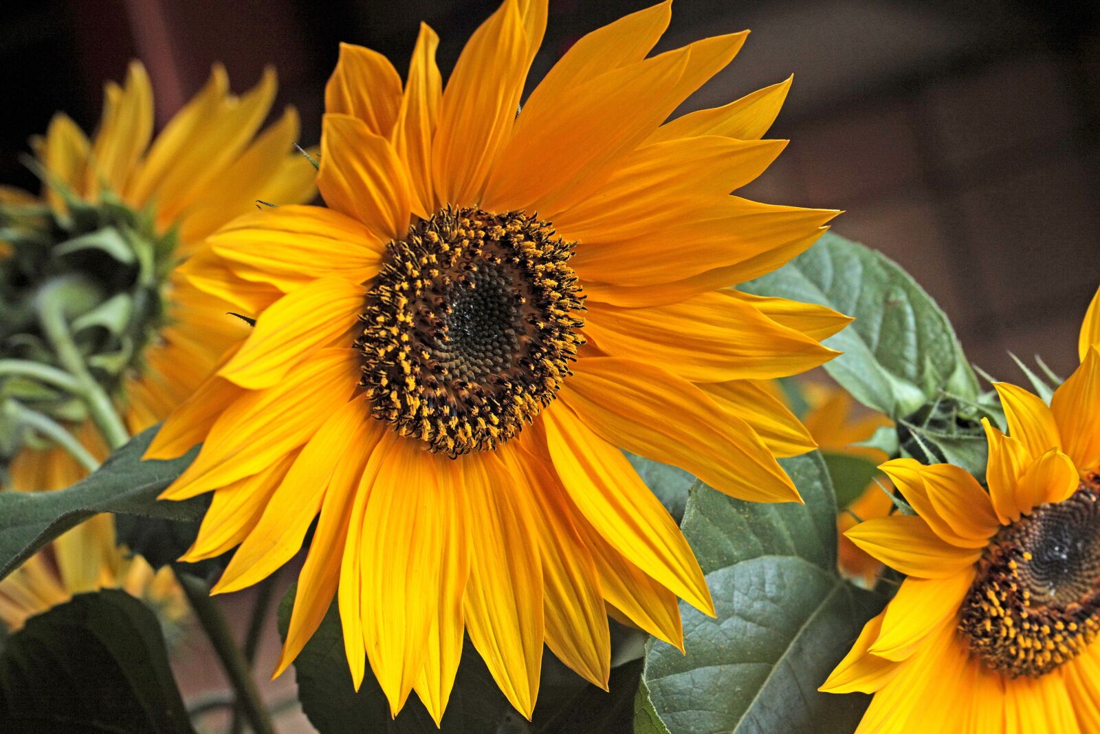 Canon EOS 5D Mark II sample photo. Sunflower, flower, yellow flowers photography