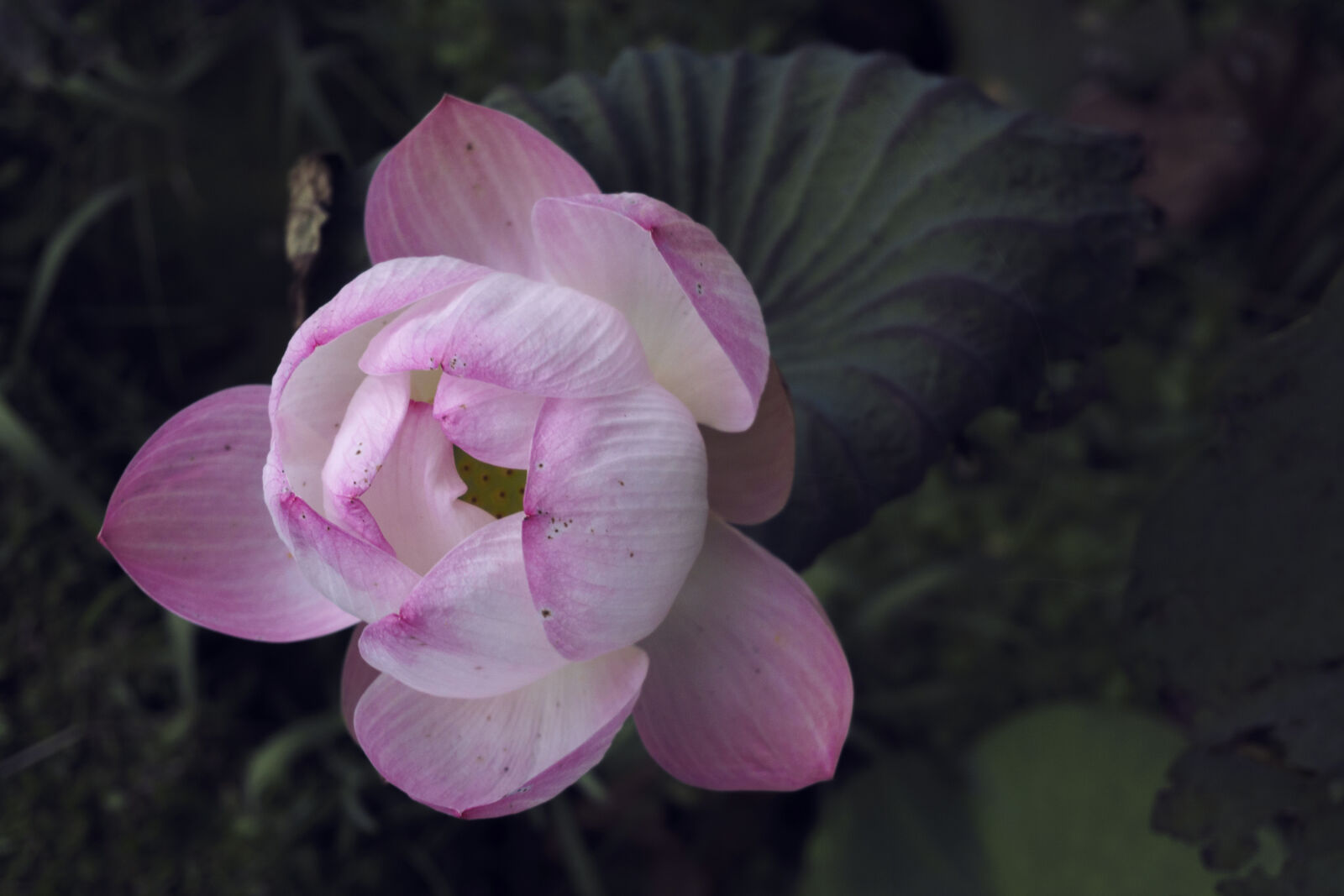 Sony a6000 sample photo. Lotus photography