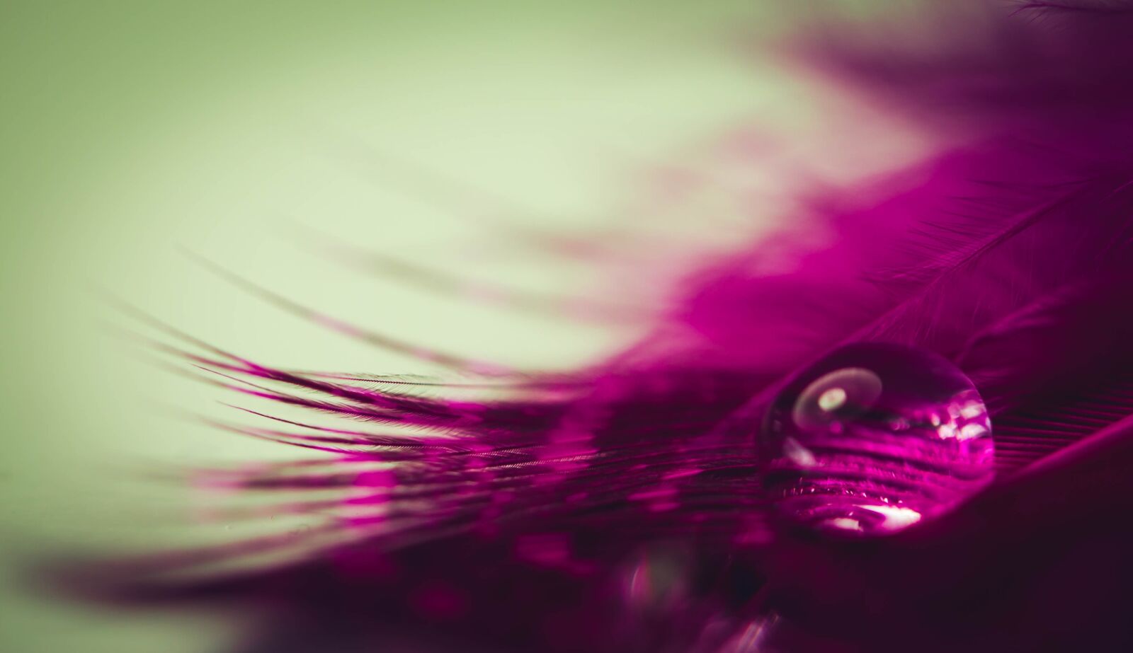 Canon EF 100mm F2.8L Macro IS USM sample photo. Feather, water, drop of photography