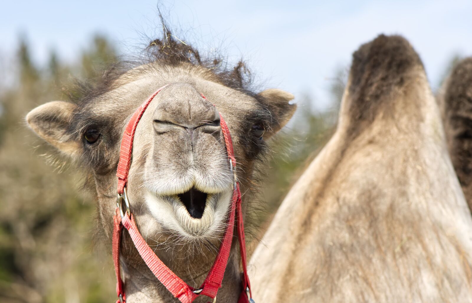 Nikon D7200 sample photo. Camel, animal photography, animal photography