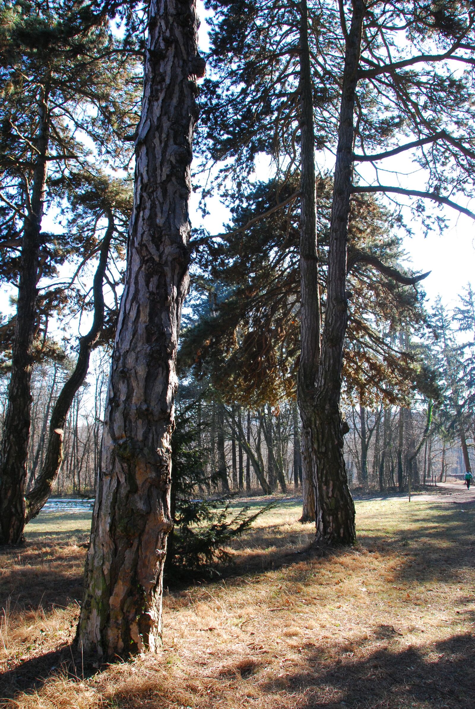 Nikon D80 sample photo. Lainzer tiergarten, forest, trees photography