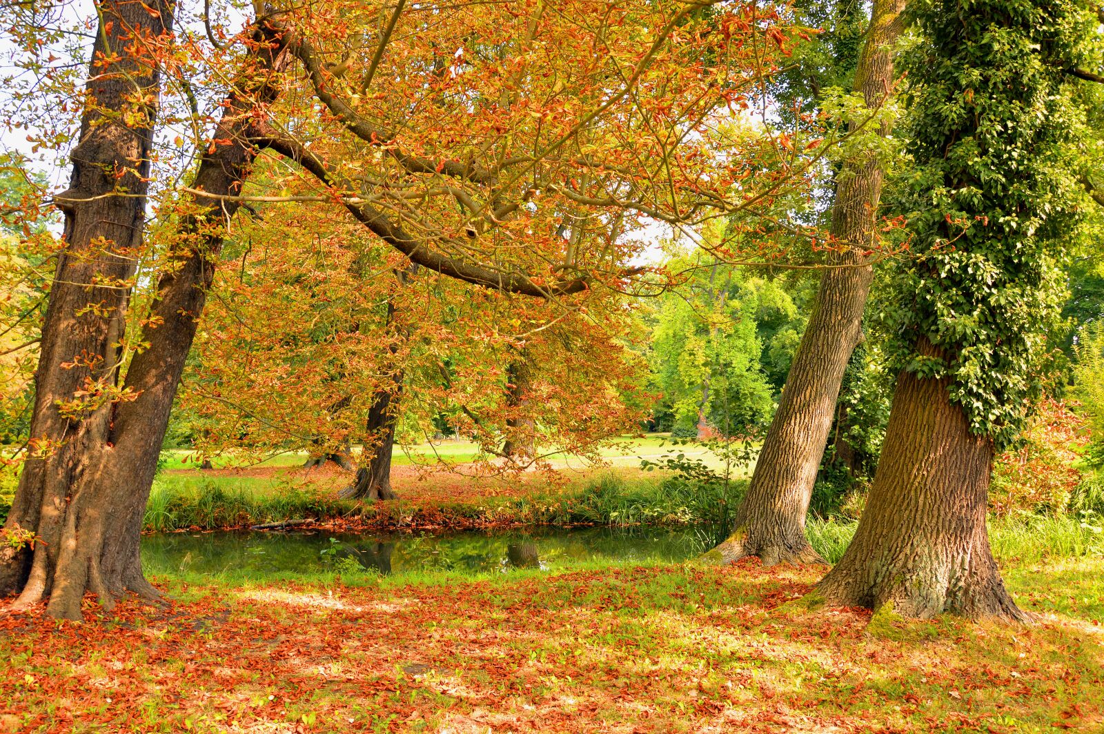 Nikon D3200 sample photo. Trees, park, nature photography