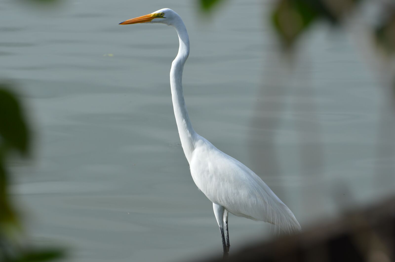 Nikon D3200 sample photo. Egret, heron, bird photography