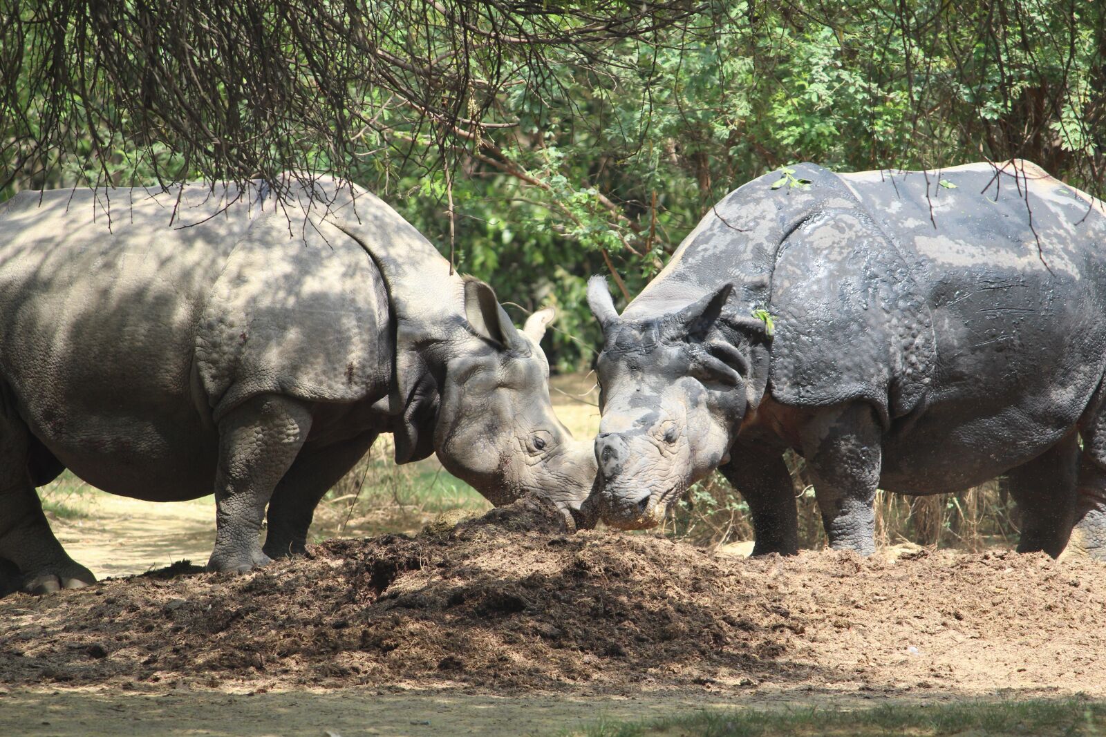Canon EOS 1200D (EOS Rebel T5 / EOS Kiss X70 / EOS Hi) sample photo. Rhinoceros, zoo, couple photography