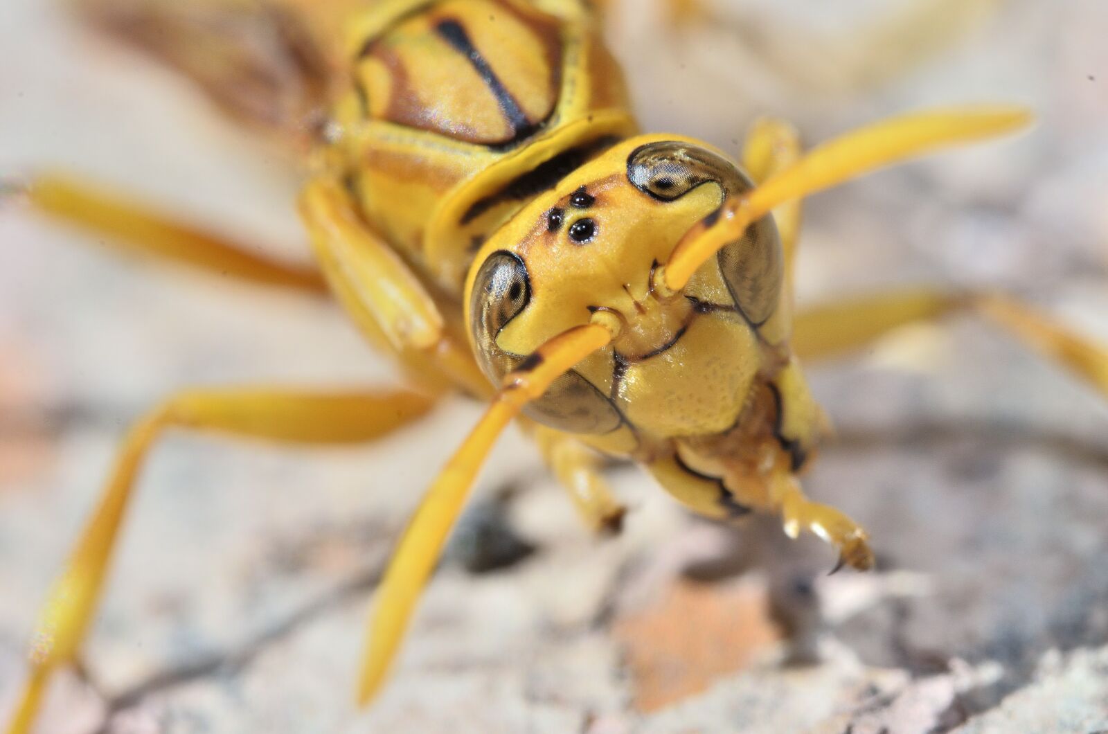 Nikon D7000 sample photo. Wasp, sting, yellow photography