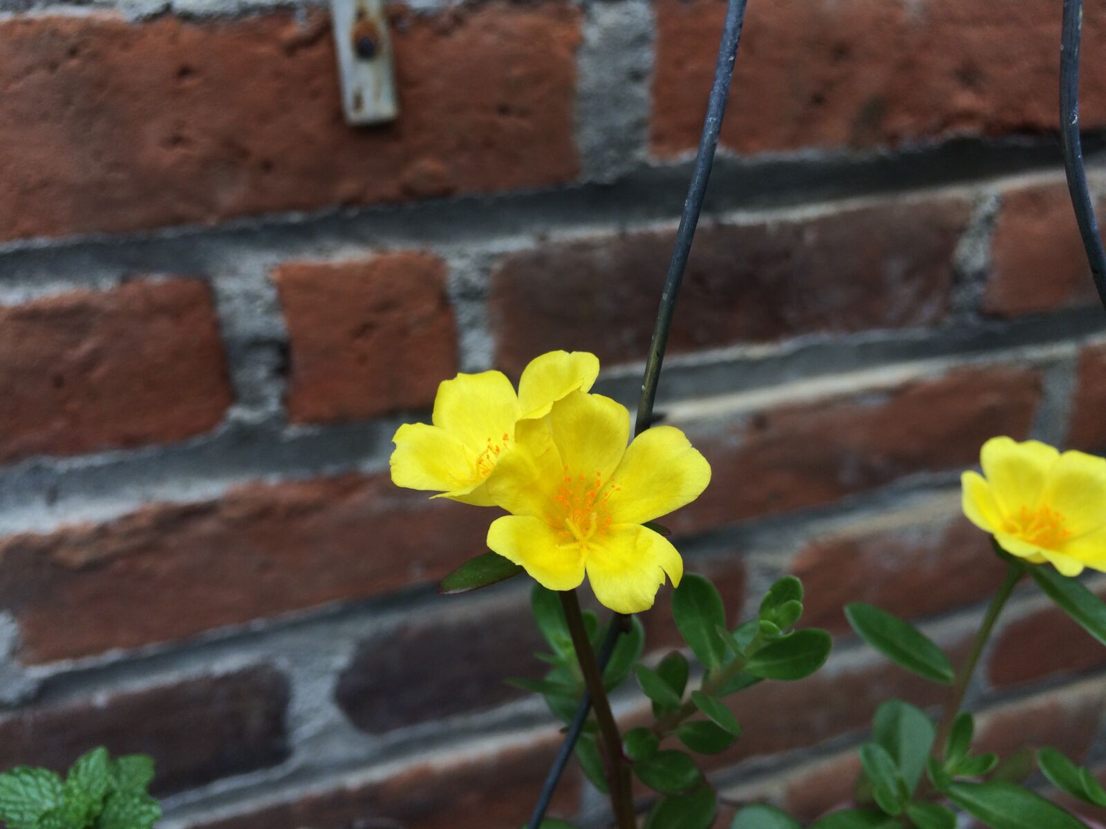 iPhone 5s back camera 4.15mm f/2.2 sample photo. Flores, flowers, plant photography