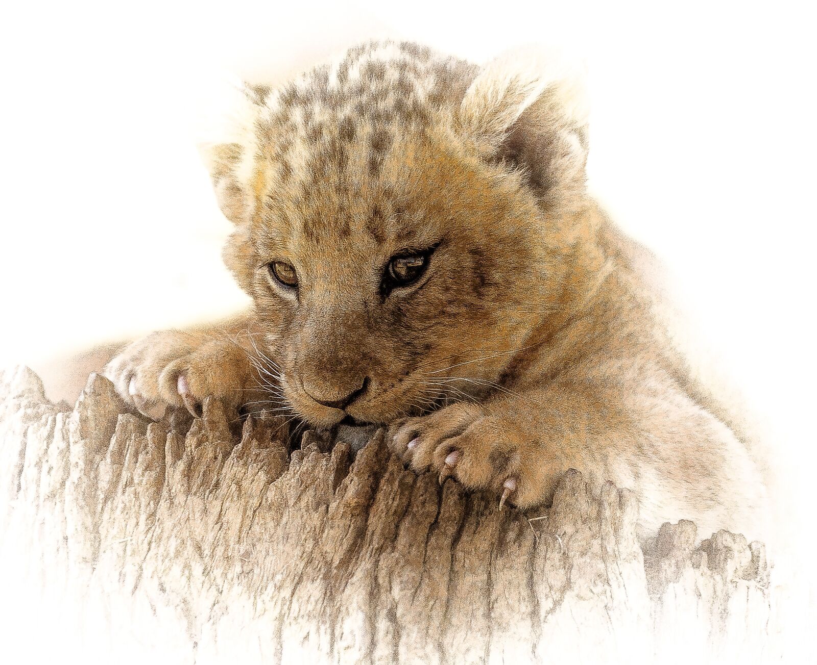 Nikon D7100 sample photo. Lion cub, close, cute photography