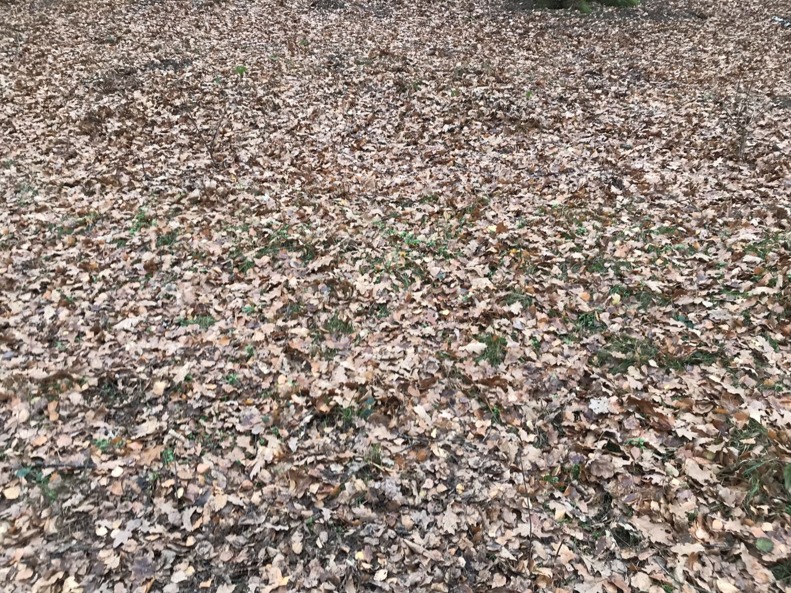 iPhone 7 back camera 3.99mm f/1.8 sample photo. Autumn, leaves, fall foliage photography