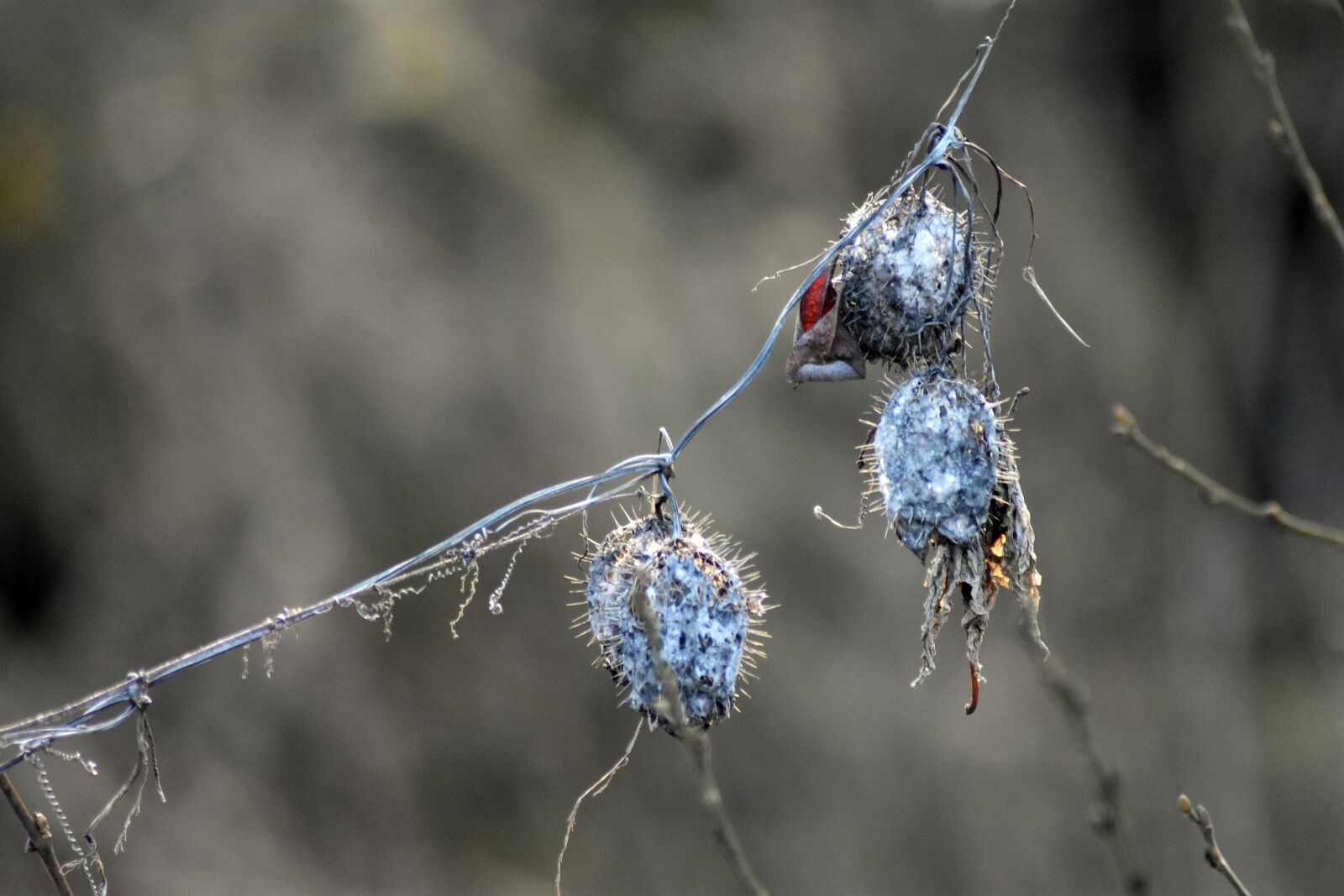 Nikon D3400 sample photo. Nature, autumn, field photography