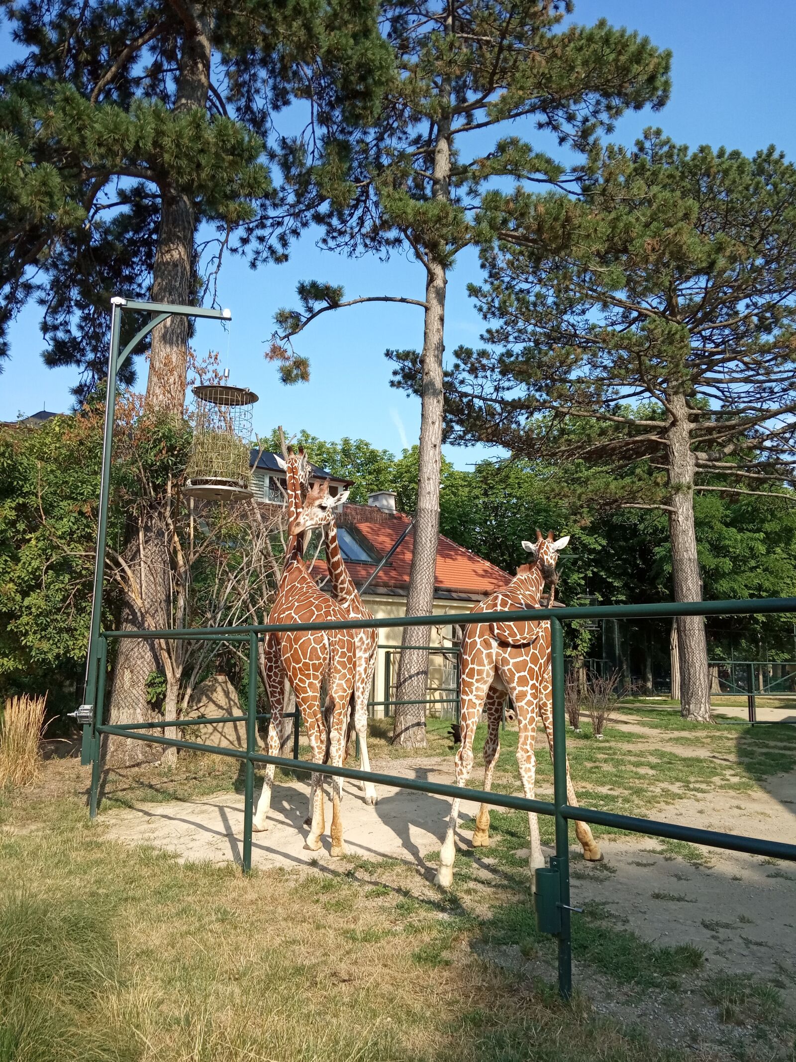 Xiaomi Redmi 6A sample photo. Giraffe, vienna, zoo photography