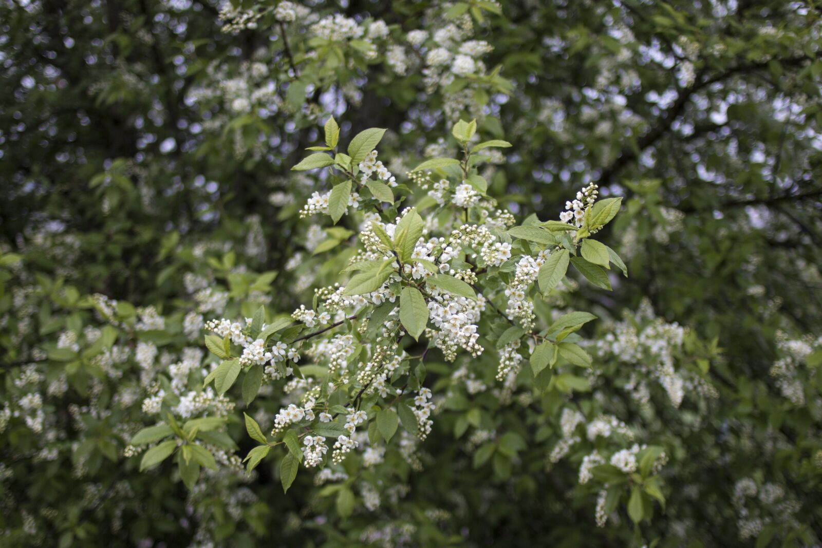 Canon EOS 70D + Canon EF 35mm F2 sample photo. Flower, spring, nature photography