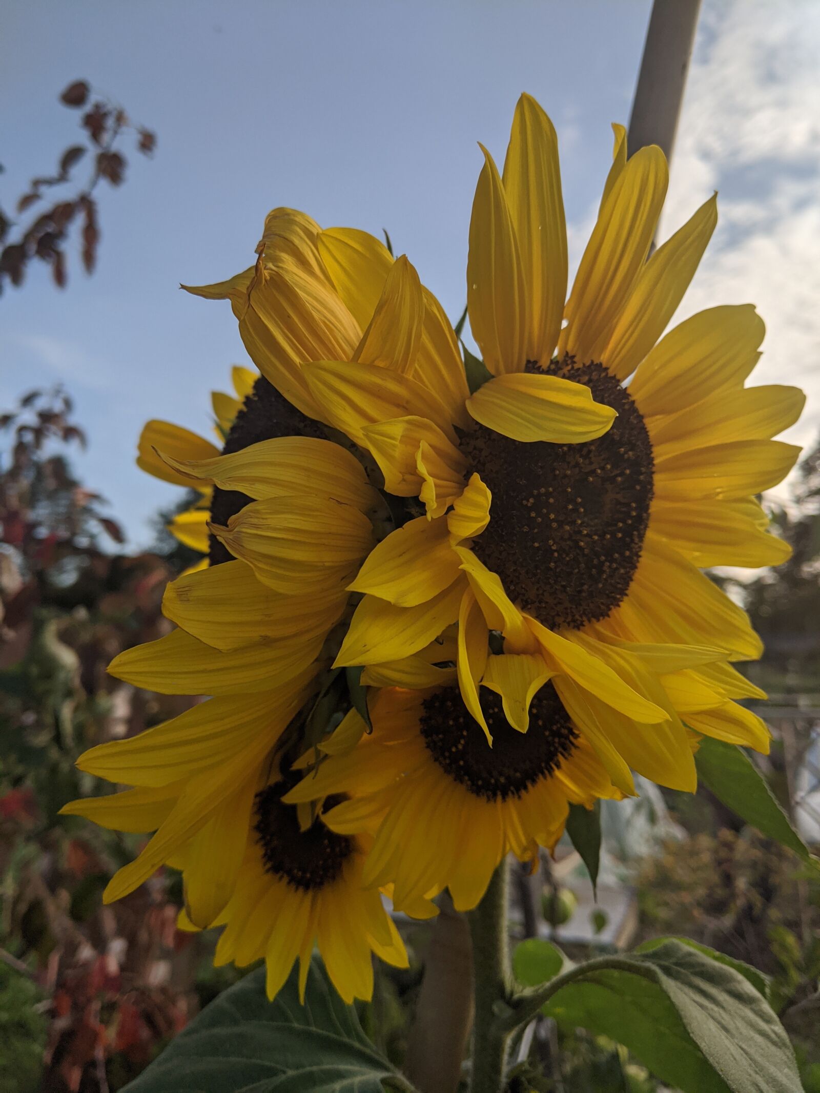 Google Pixel 2 XL sample photo. Sunflowers, flowers, summer photography
