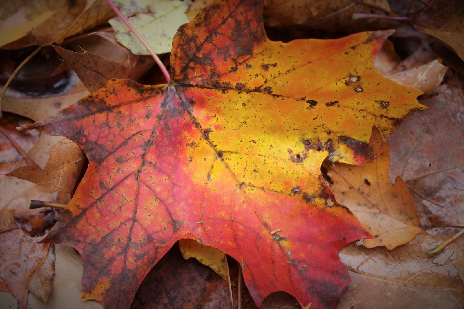 Canon EOS 1200D (EOS Rebel T5 / EOS Kiss X70 / EOS Hi) sample photo. Autumn, leaf, fall, foliage photography
