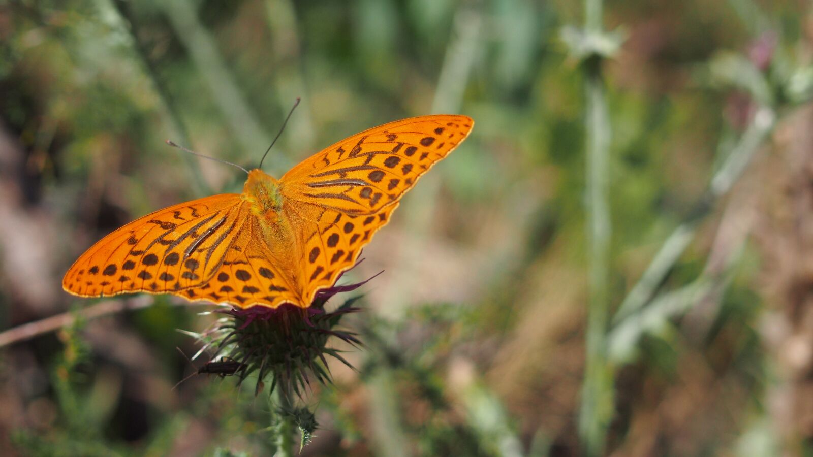 Olympus PEN E-PL6 sample photo. Butterfly, nature, macro photography