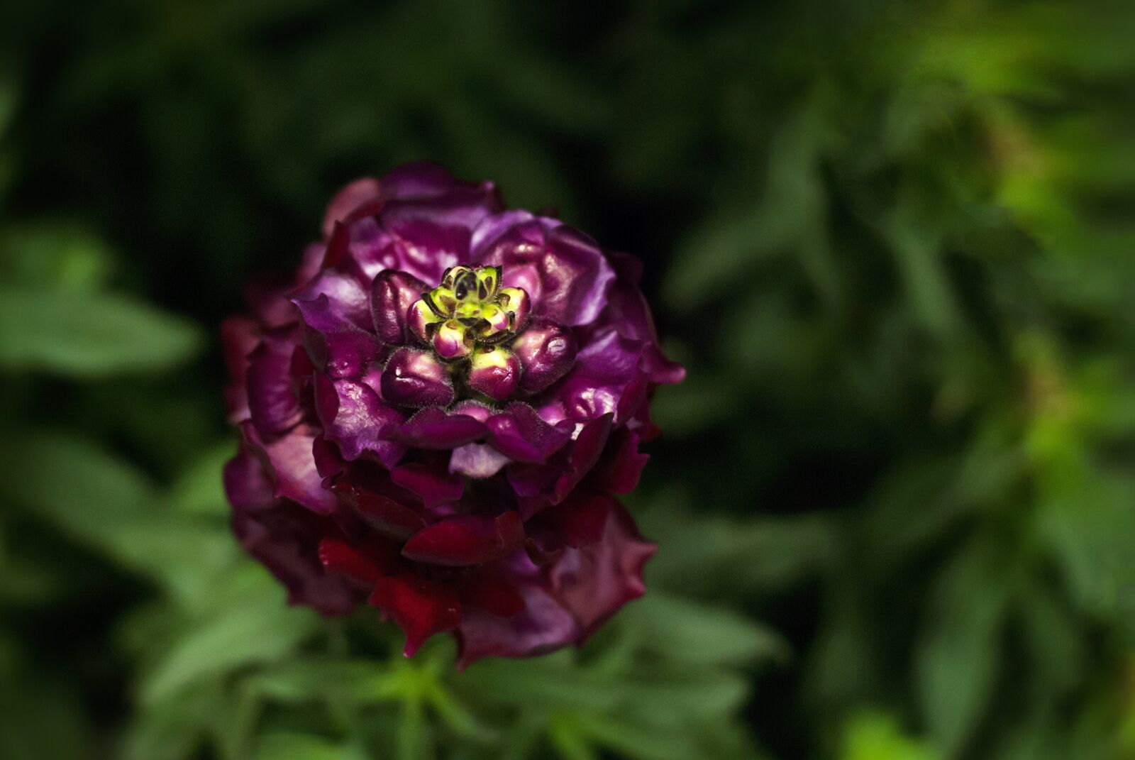Nikon D80 sample photo. Nature, flower, summer photography