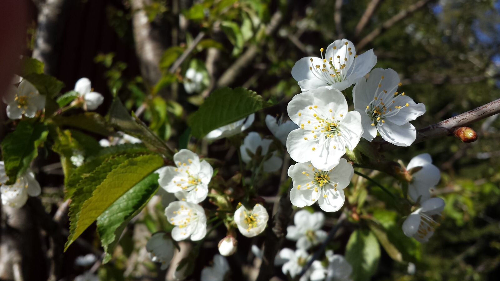 Samsung Galaxy S4 sample photo. Apple tree, flower, spring photography