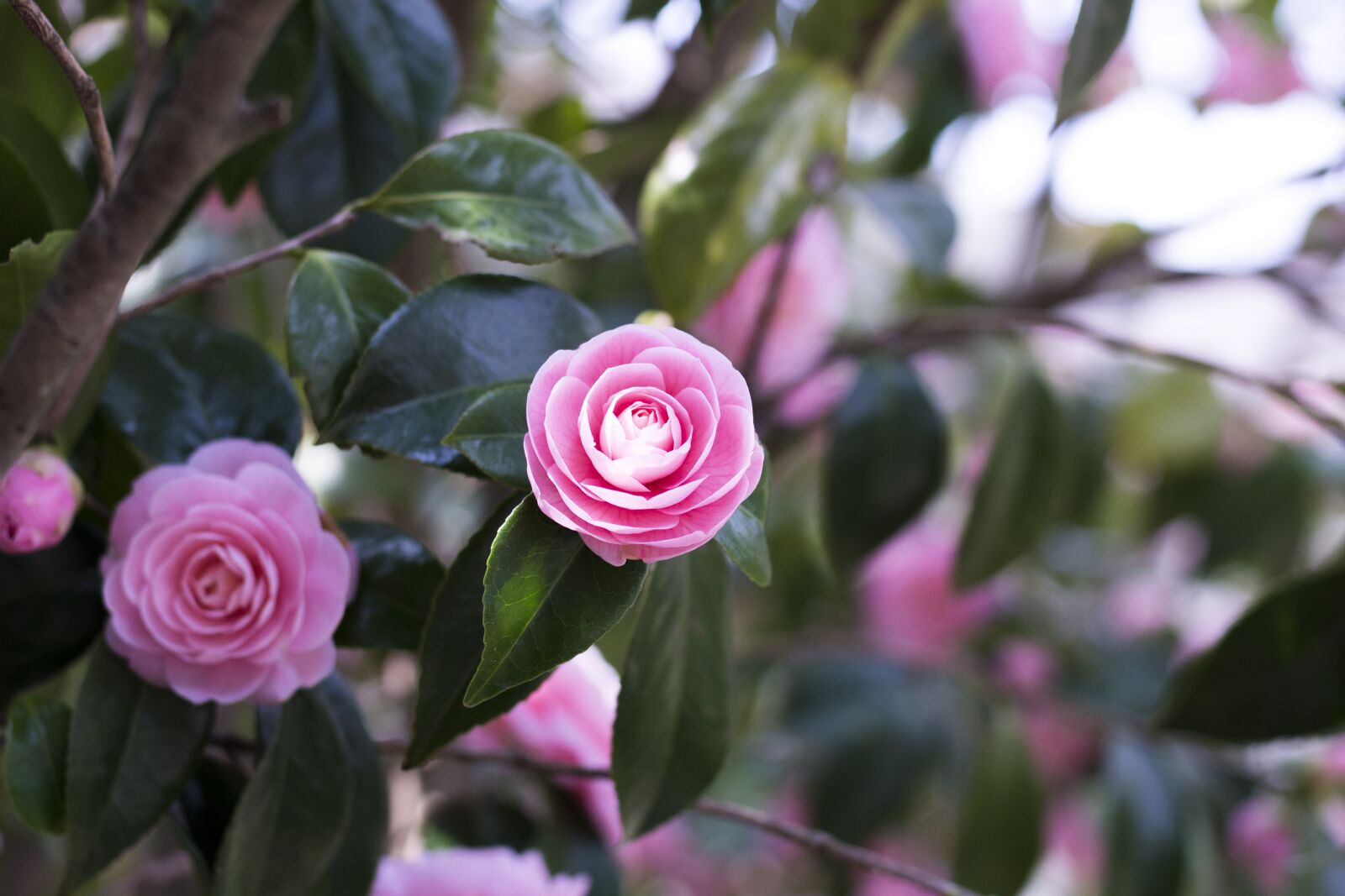 Canon EOS 100D (EOS Rebel SL1 / EOS Kiss X7) + Canon EF 50mm F1.8 STM sample photo. Camellia, pink, flowers photography