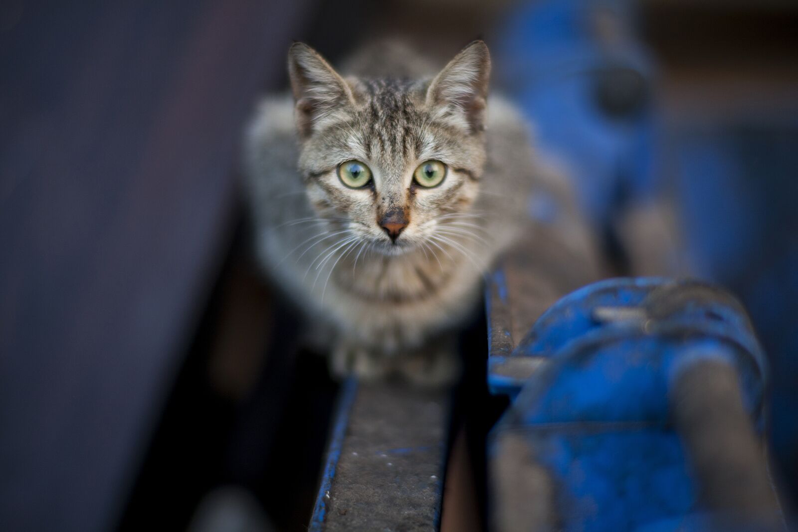 ZEISS Planar T* 85mm F1.4 sample photo. Cute, animal, nature photography