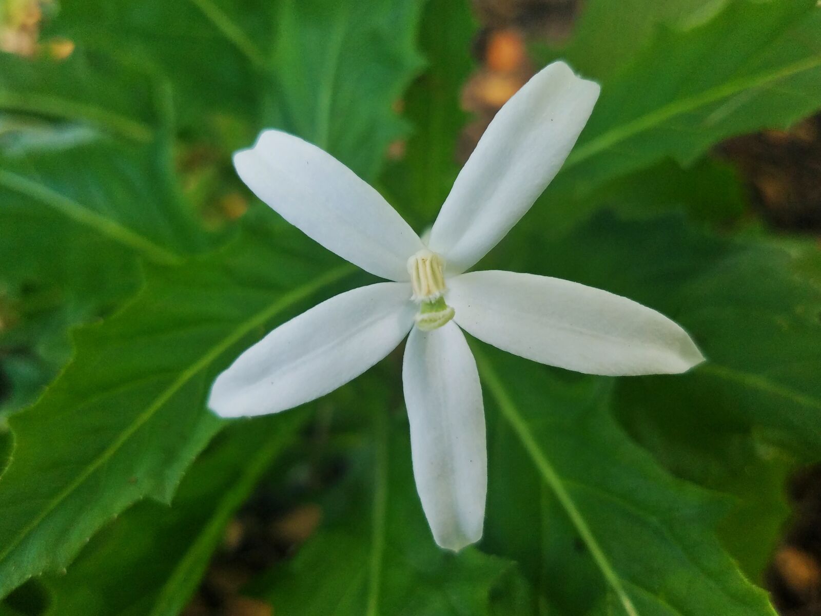 Samsung Galaxy S7 sample photo. White flower, floral, nature photography