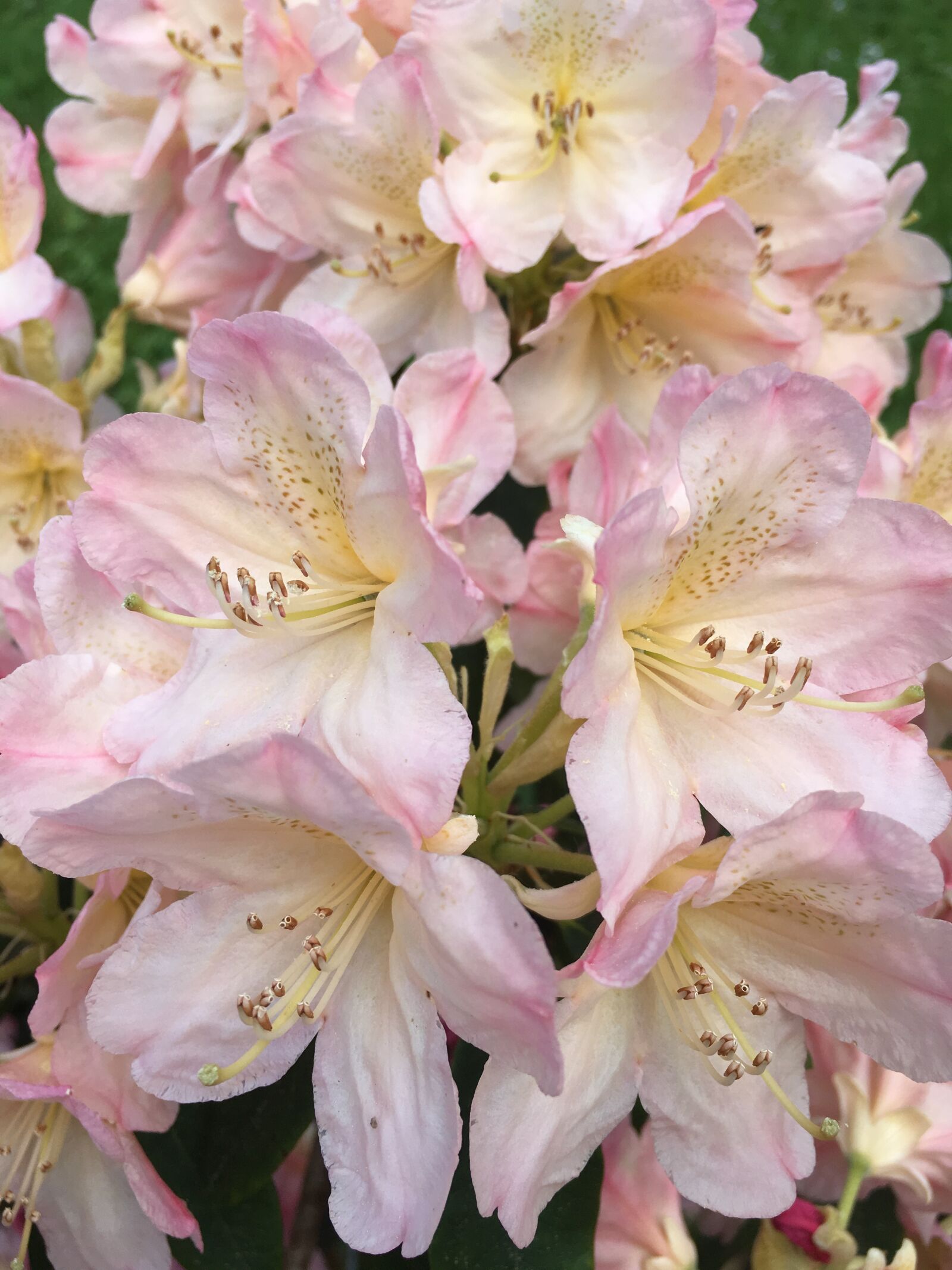 Apple iPhone 6s sample photo. Rhododendron flower, pink, close photography