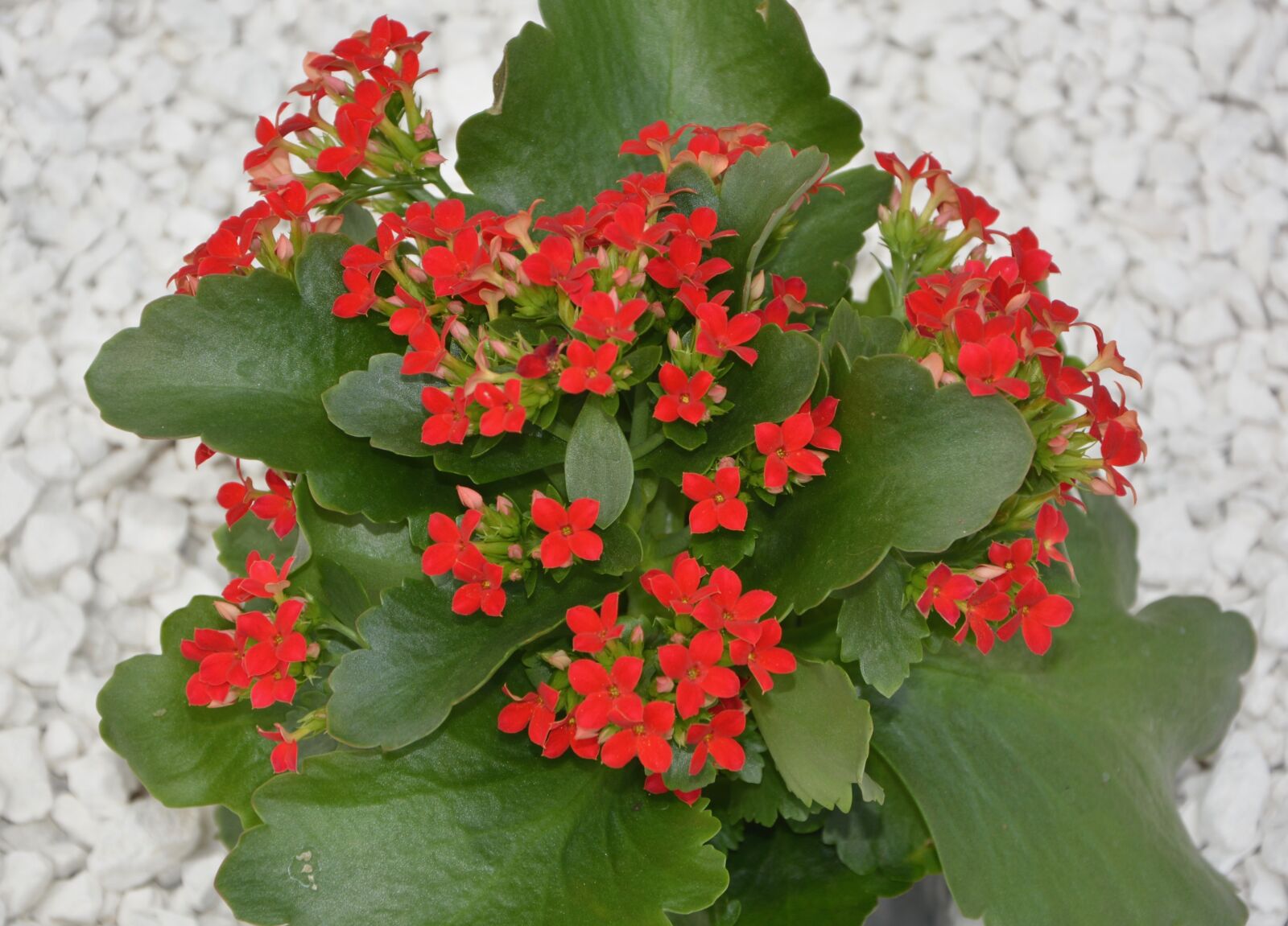 Nikon D5200 sample photo. Flowers, red flowers kalanchoe photography