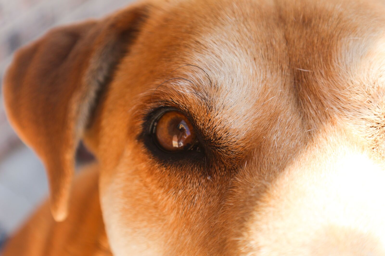 Canon EOS 1300D (EOS Rebel T6 / EOS Kiss X80) sample photo. Dog, closeup, eye photography