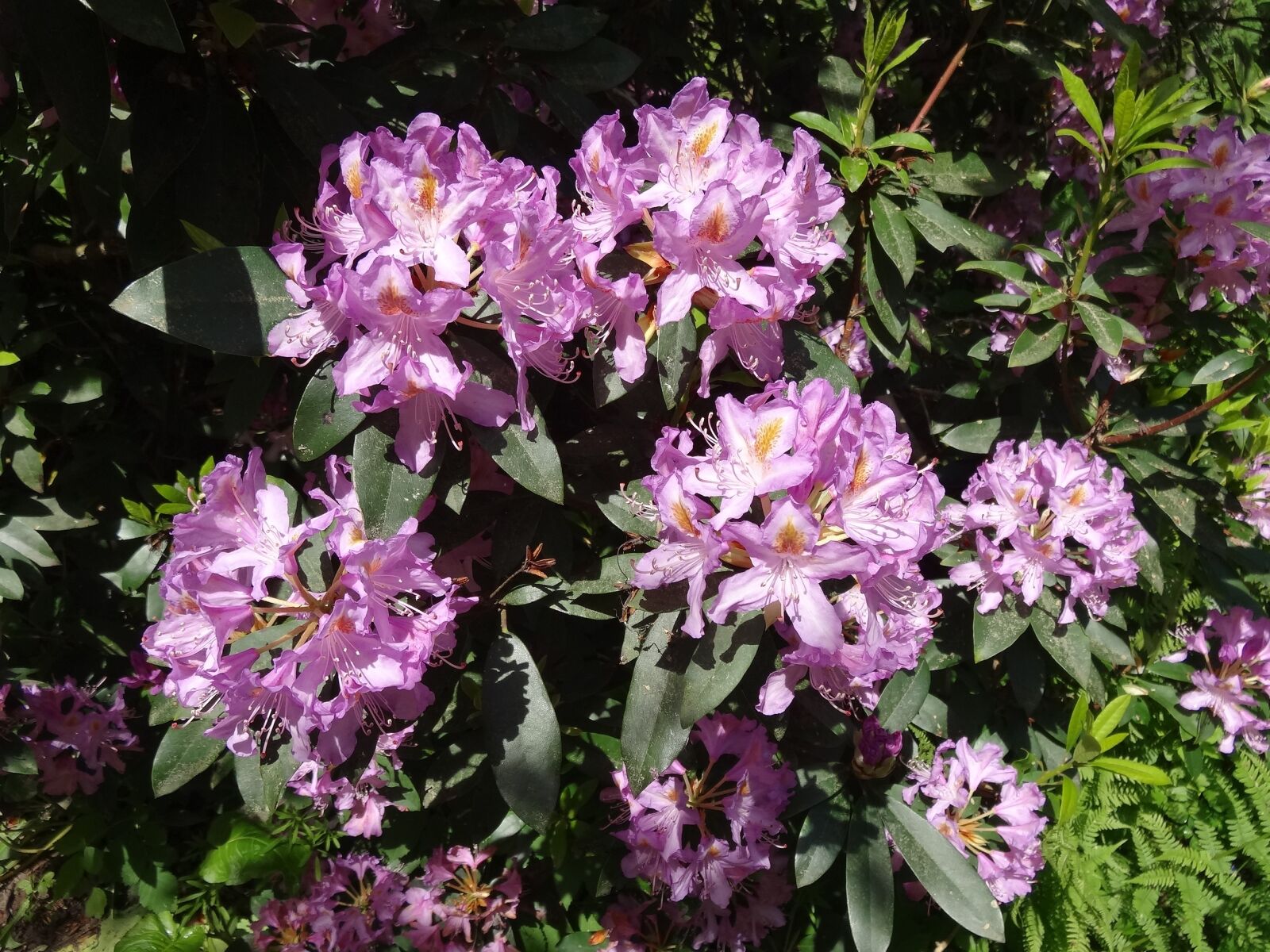 Sony Cyber-shot DSC-HX20V sample photo. Rhododendron, flowers, flower photography